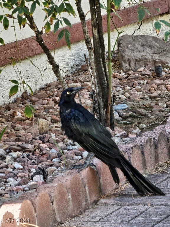 350 East Desert Inn Road, Unit F104 Las Vegas, NV 89109 - Photo 97 of 98 Relax in the courtyard and enjoy the Grackles raising their fledglings - just do not feed the birds or any other outside animals.