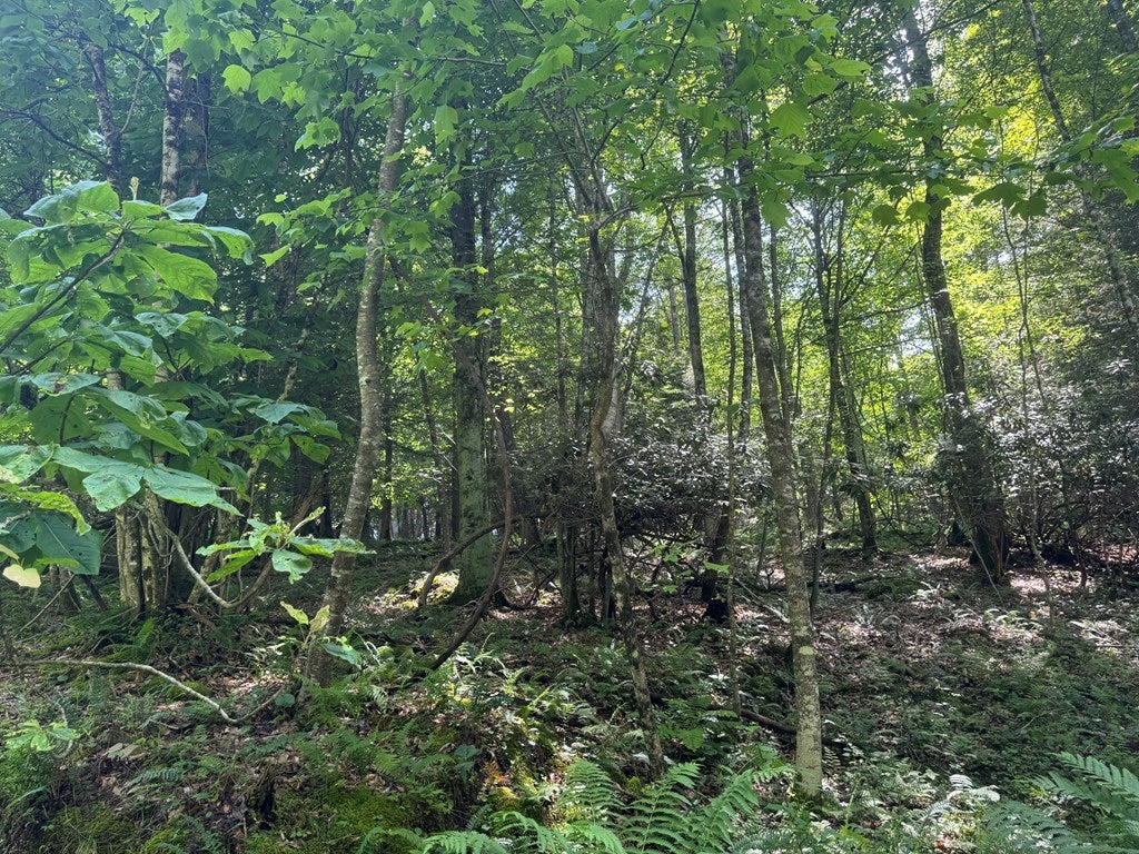 0 Elliott Road Fayetteville, WV 25840 - Photo 26 of 59 Gallery Image 26