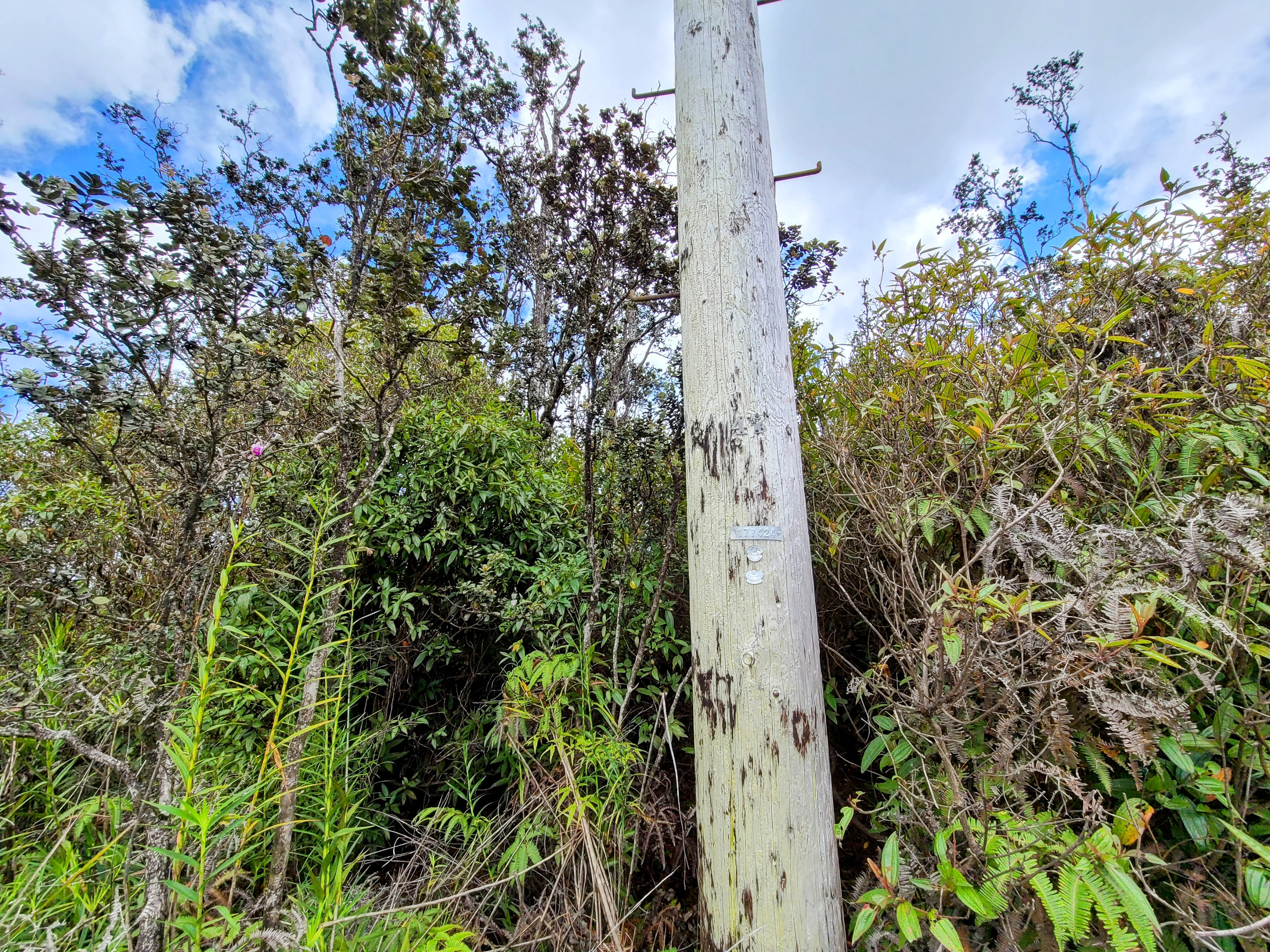 14 Kaleponi Road Mountain View, HI 96771 - Photo 11 of 12 view of a house with a tree