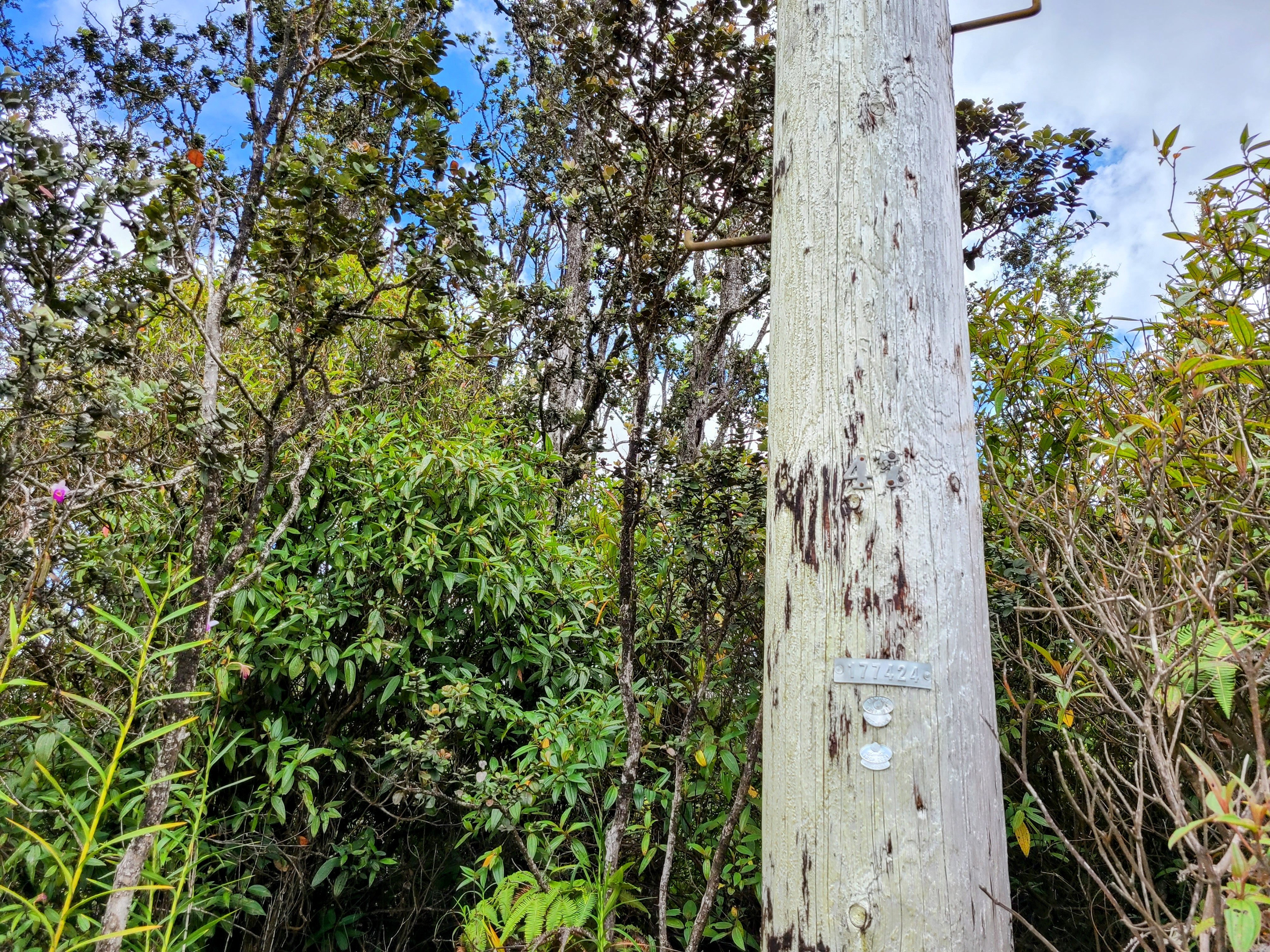 14 Kaleponi Road Mountain View, HI 96771 - Photo 12 of 12