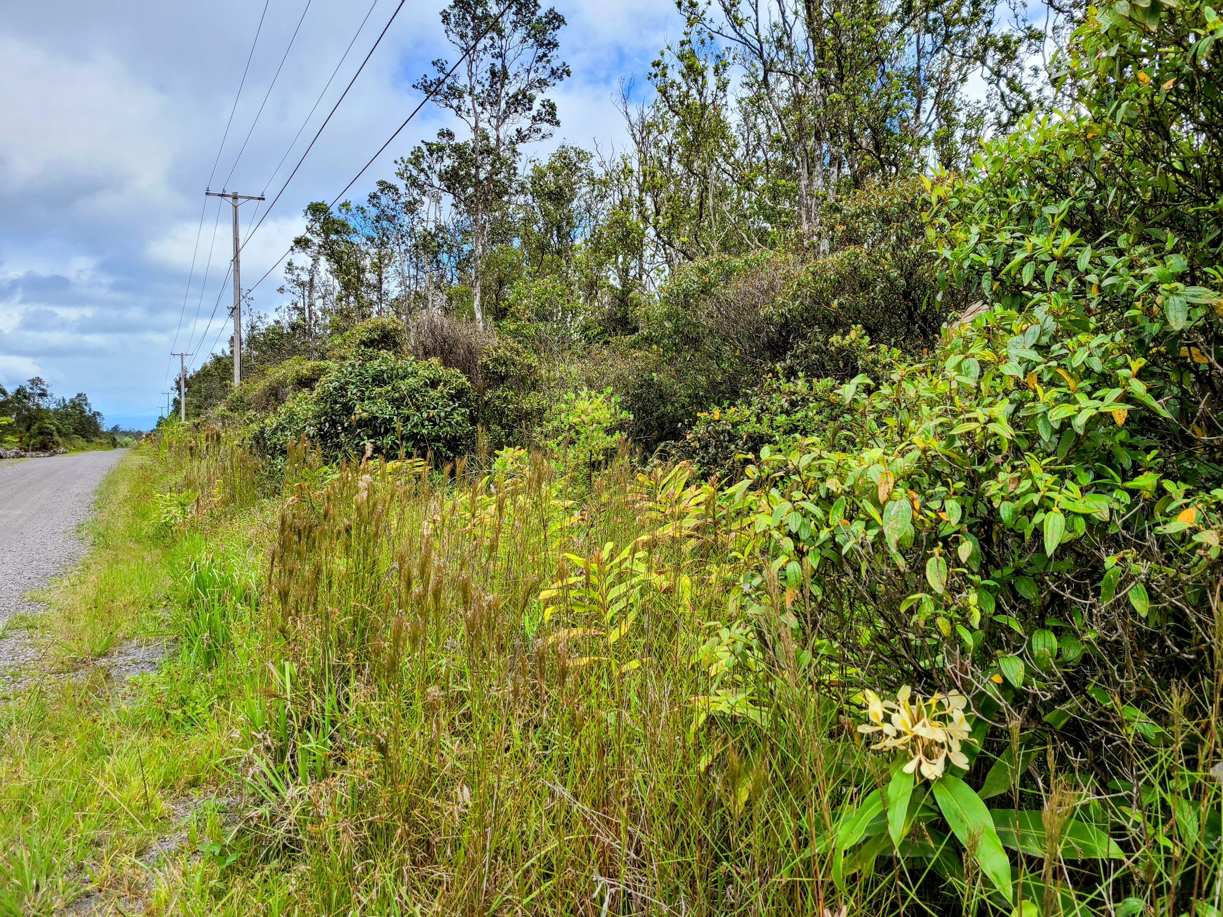 14 Kaleponi Road Mountain View, HI 96771 - Photo 2 of 12 a view of a garden