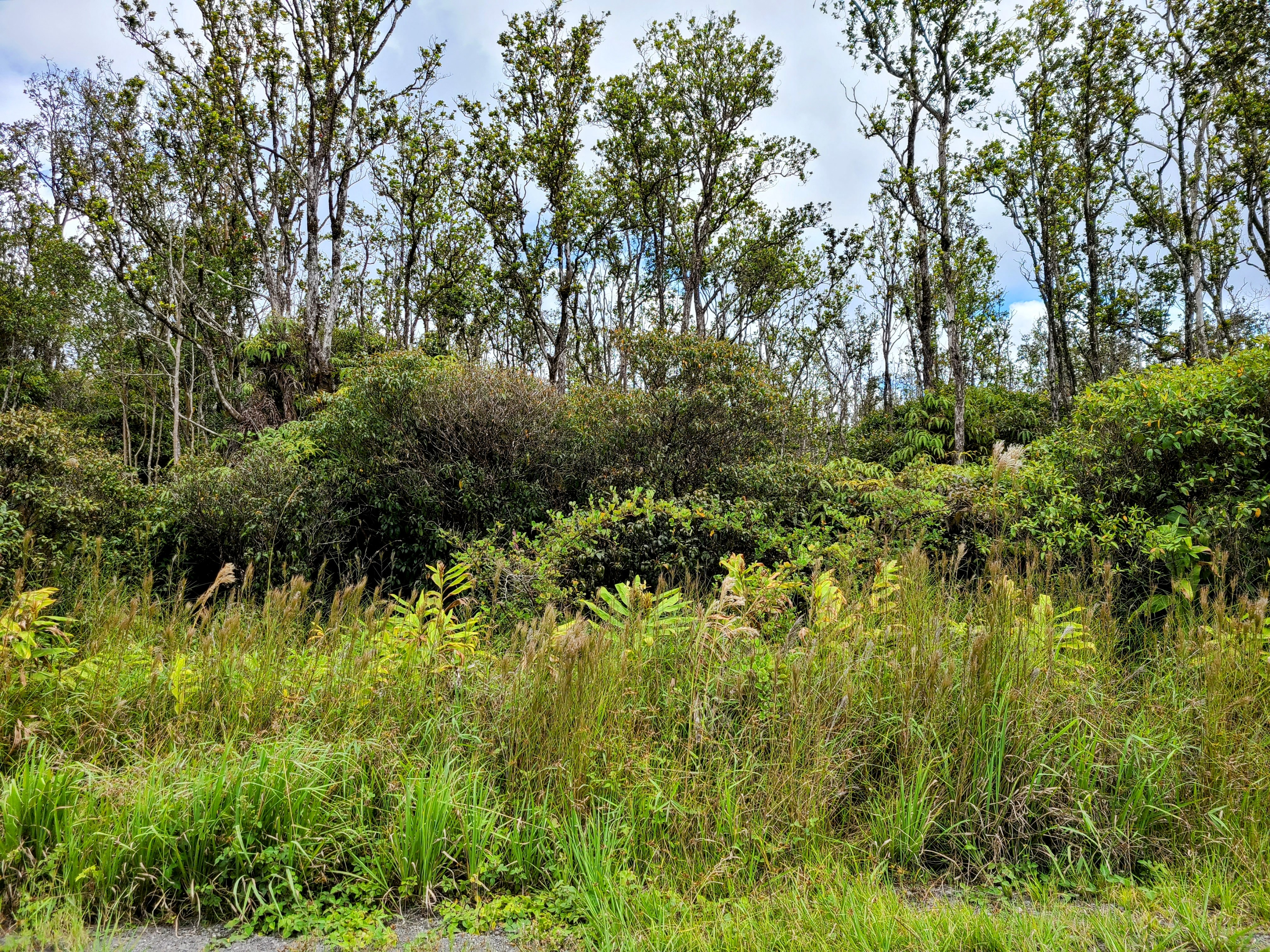 14 Kaleponi Road Mountain View, HI 96771 - Photo 4 of 12 a view of a lush green forest