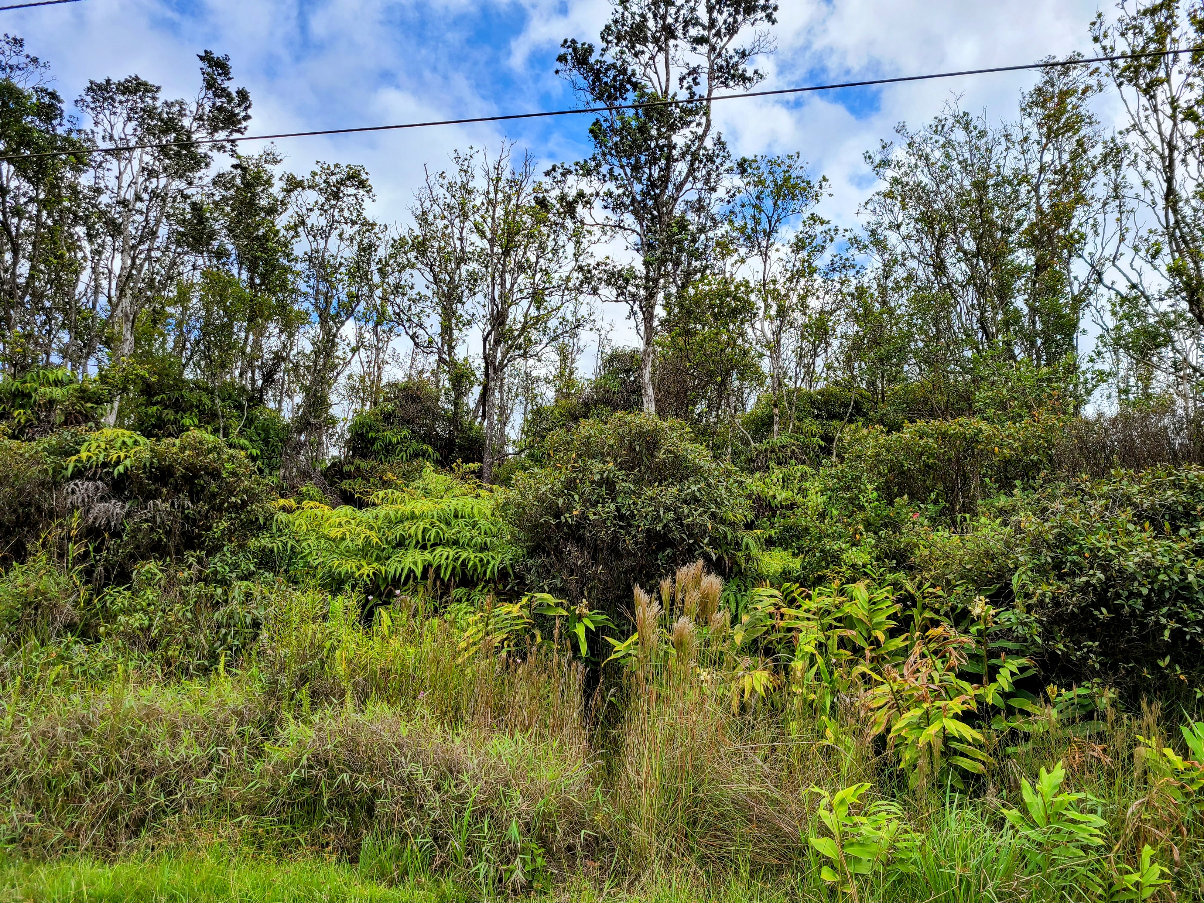 14 Kaleponi Road Mountain View, HI 96771 - Photo 5 of 12 a view of a yard