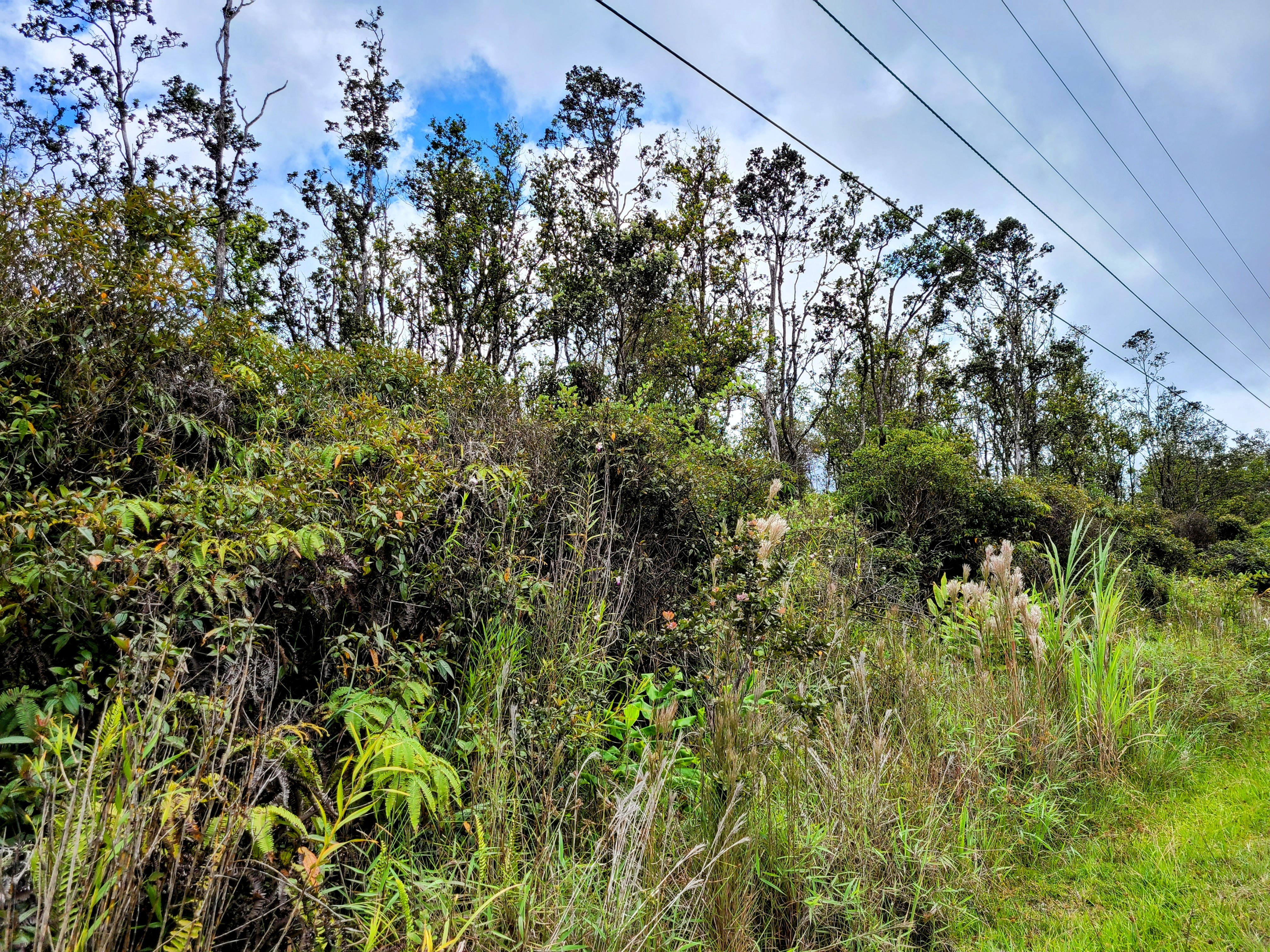 14 Kaleponi Road Mountain View, HI 96771 - Photo 6 of 12 a view of a yard with plants