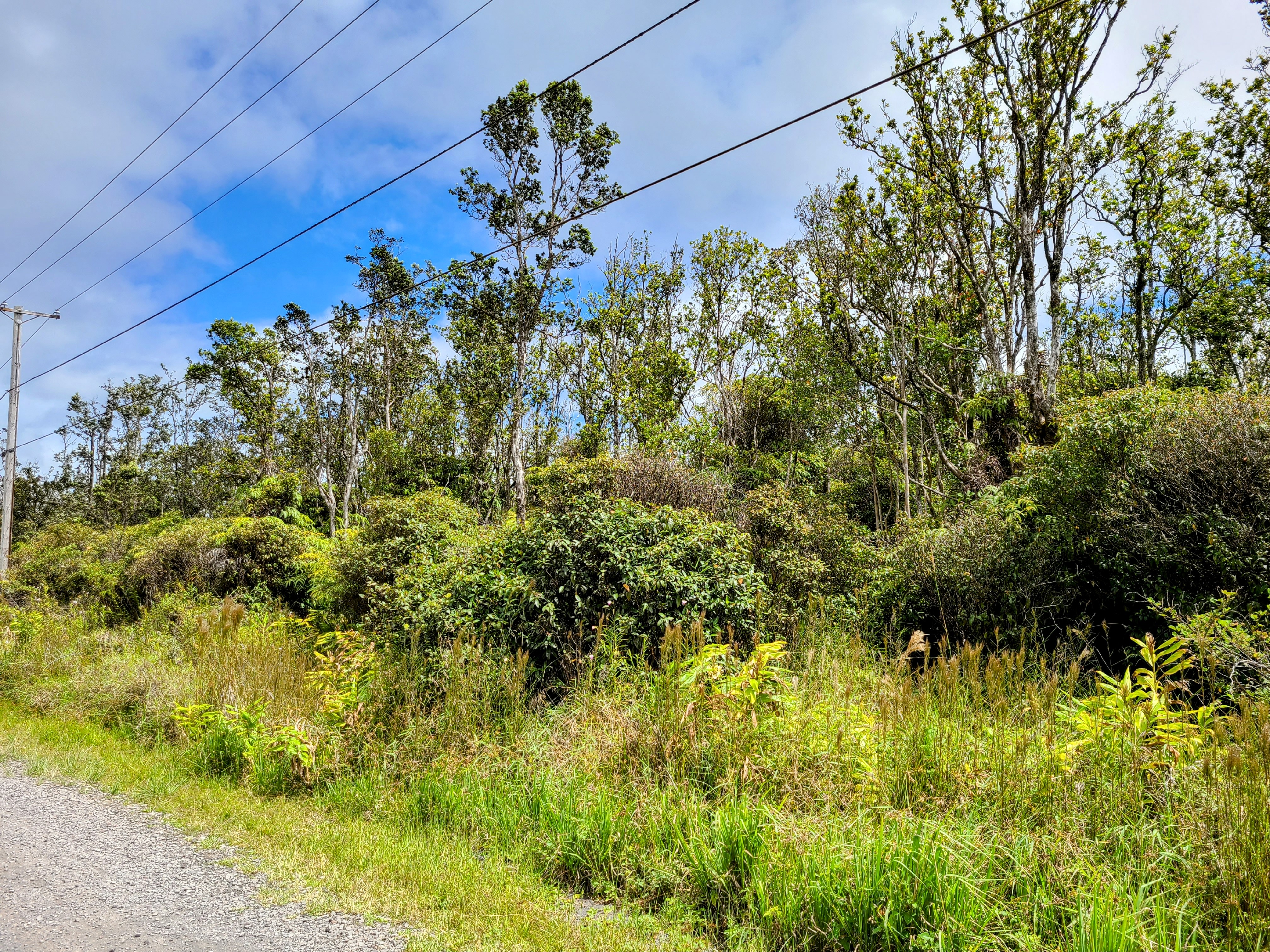 14 Kaleponi Road Mountain View, HI 96771 - Photo 7 of 12 a view of a garden with a tree