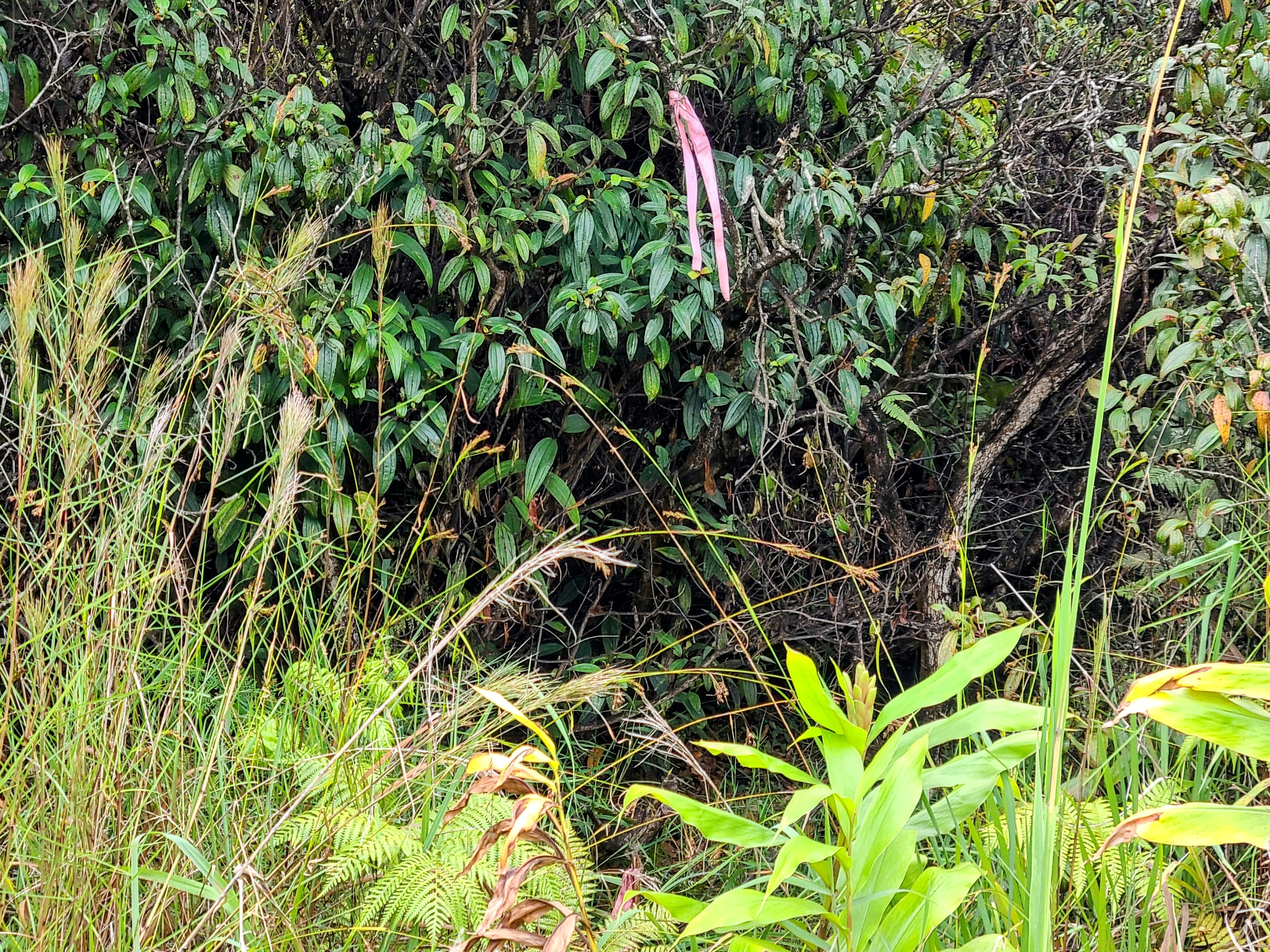 14 Kaleponi Road Mountain View, HI 96771 - Photo 8 of 12 a backyard of a house with lots of green space
