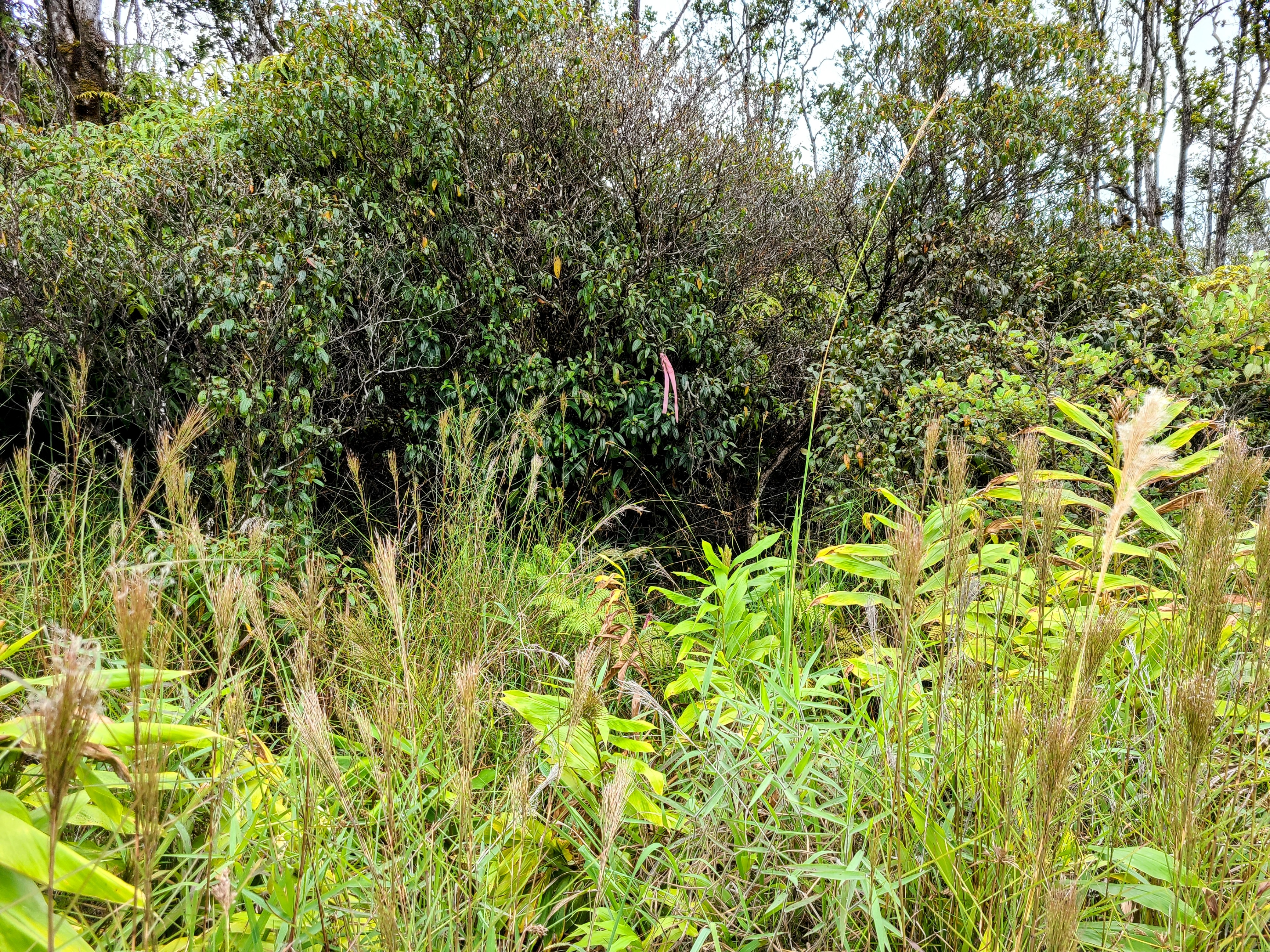 14 Kaleponi Road Mountain View, HI 96771 - Photo 9 of 12 a view of a yard with a plant