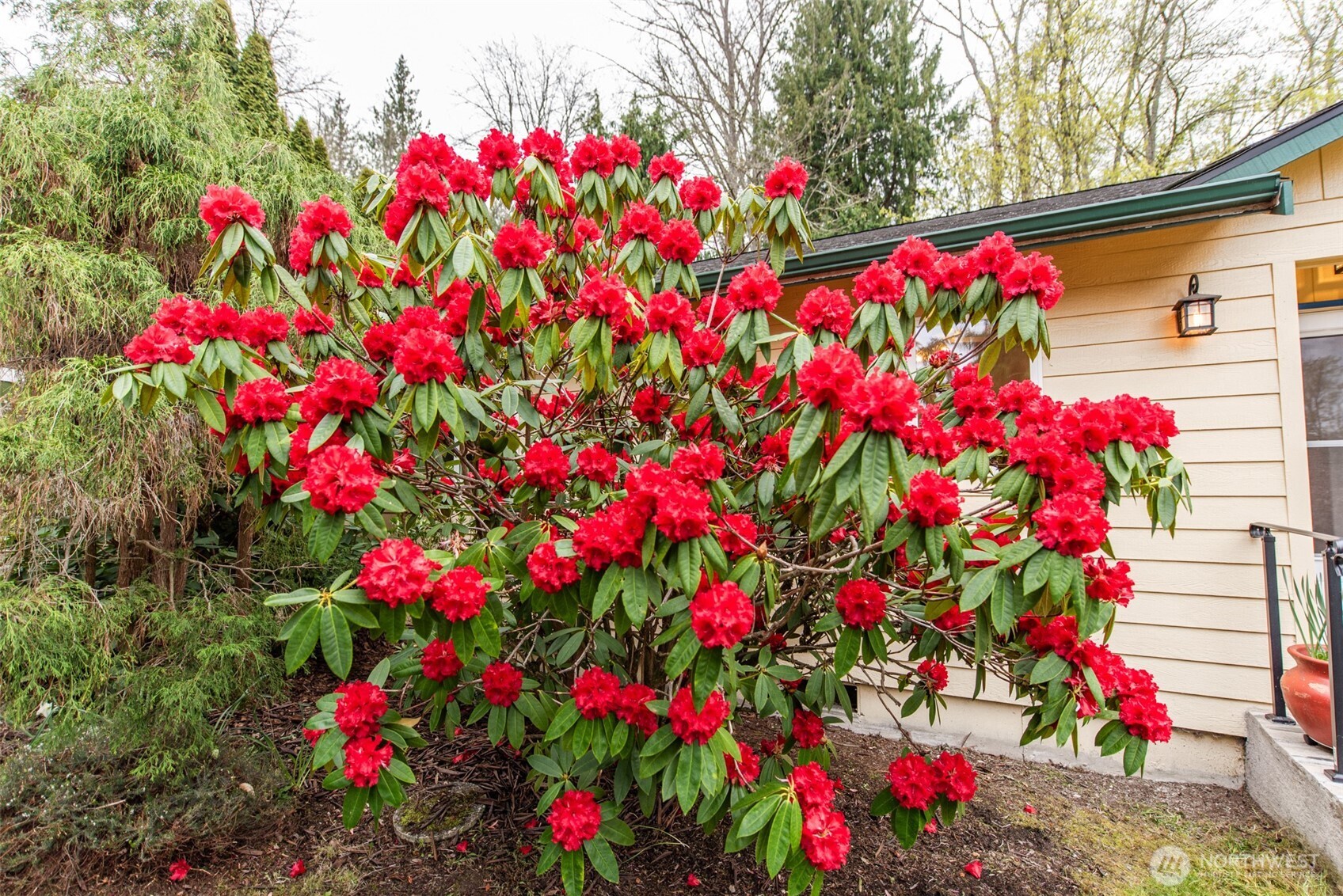 315 Dungeness Meadows Sequim, WA 98382 - Photo 36 of 36 a flower plants