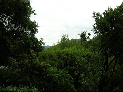 9 Bay Road Fairfax, CA 94930 - Photo 3 of 4 a view of a city with lush green forest