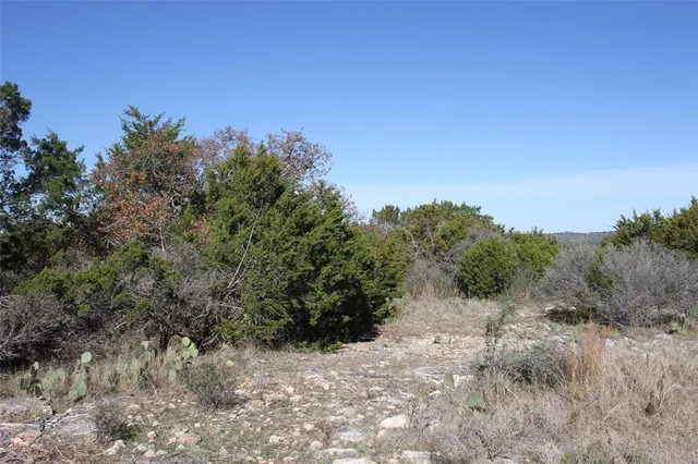 a view of a dry yard with trees in the background