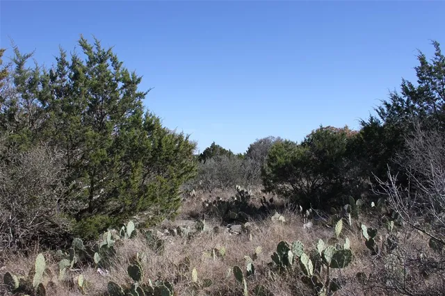 a view of a tree in a field with a tree in the background