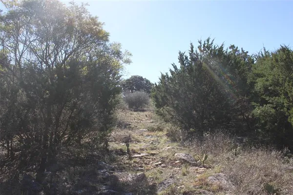 a view of a forest with trees in the background