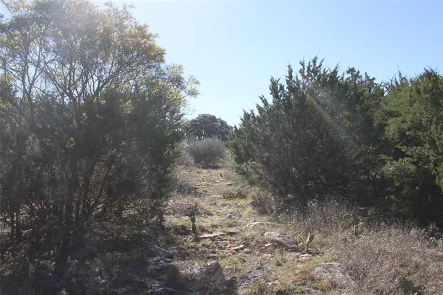 a view of a forest with trees in the background