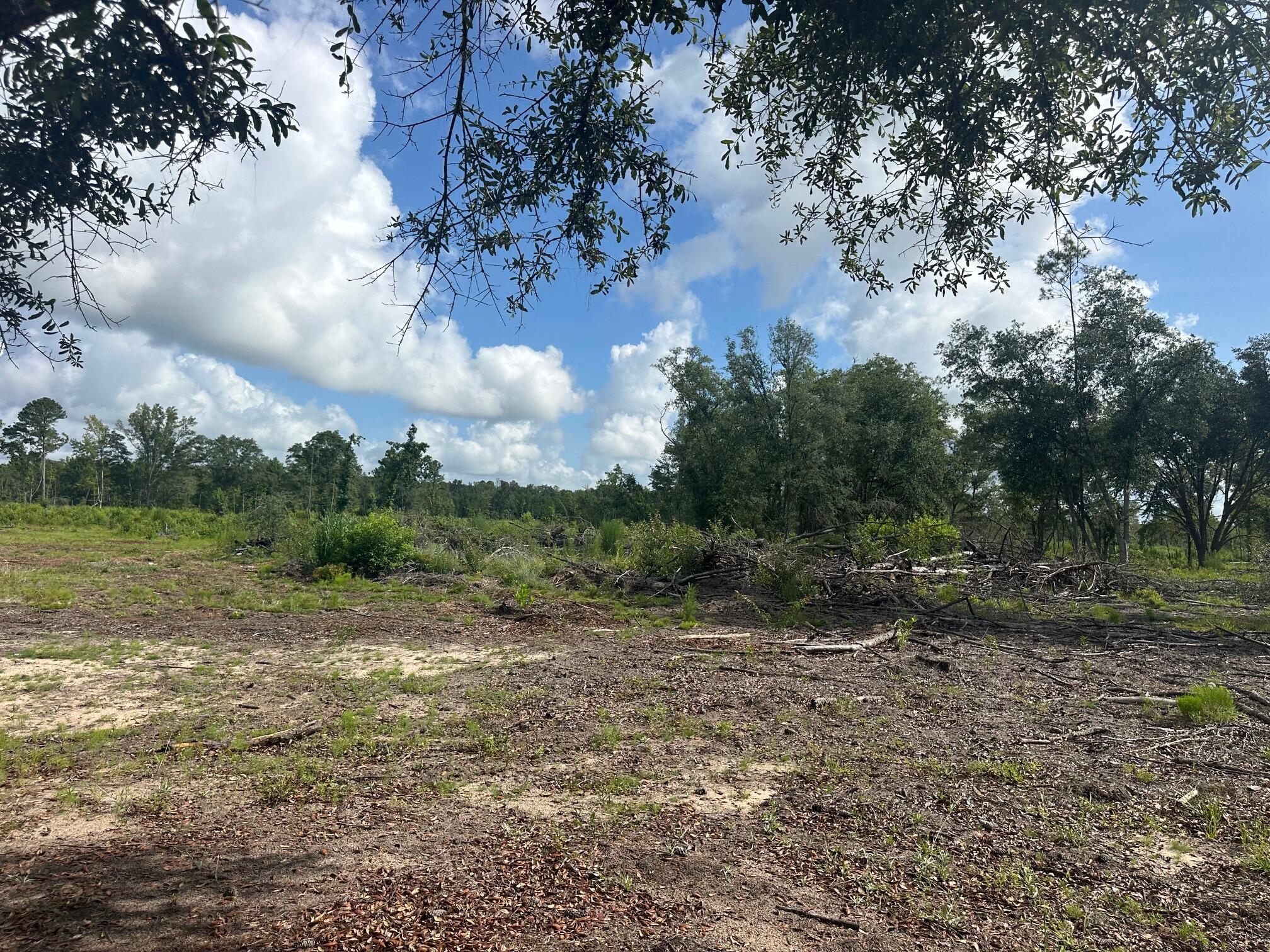 0 Utsey Hill Road St. George, SC 29477 - Photo 3 of 6 IMG_3449