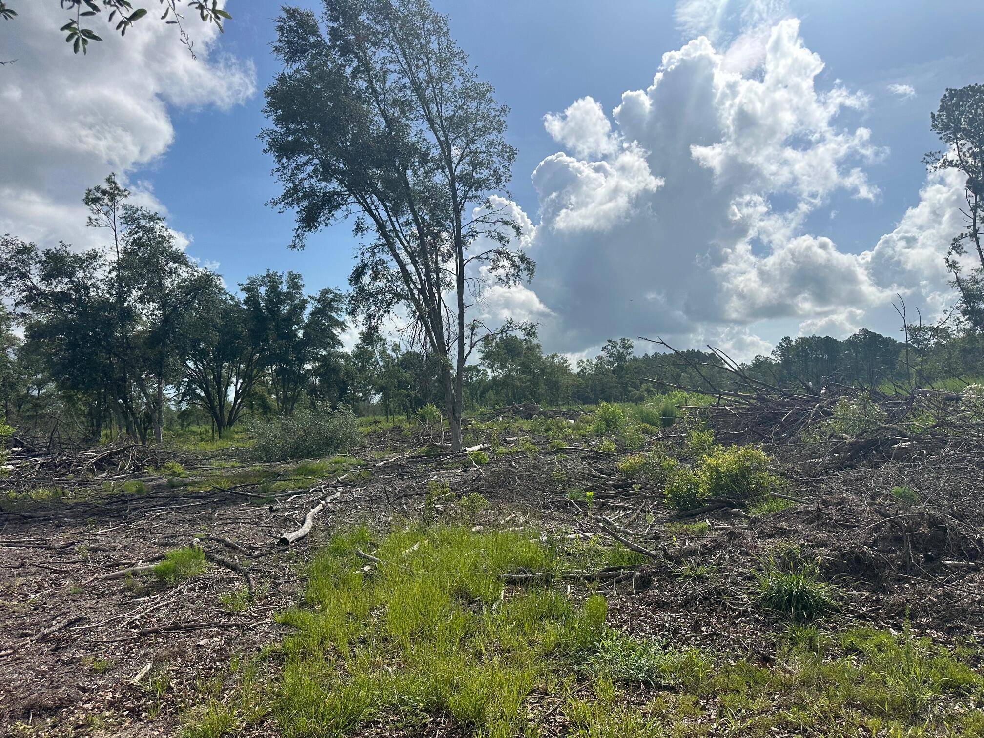 0 Utsey Hill Road St. George, SC 29477 - Photo 6 of 6 IMG_3452