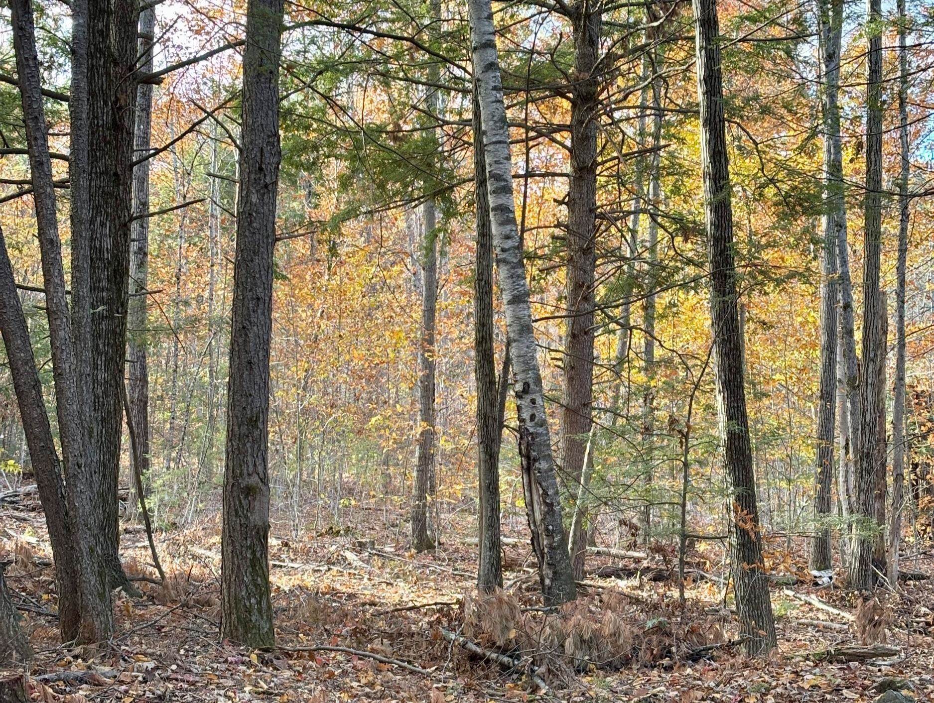 222-3 Fisher Road Deering, NH 03244 - Photo 10 of 19