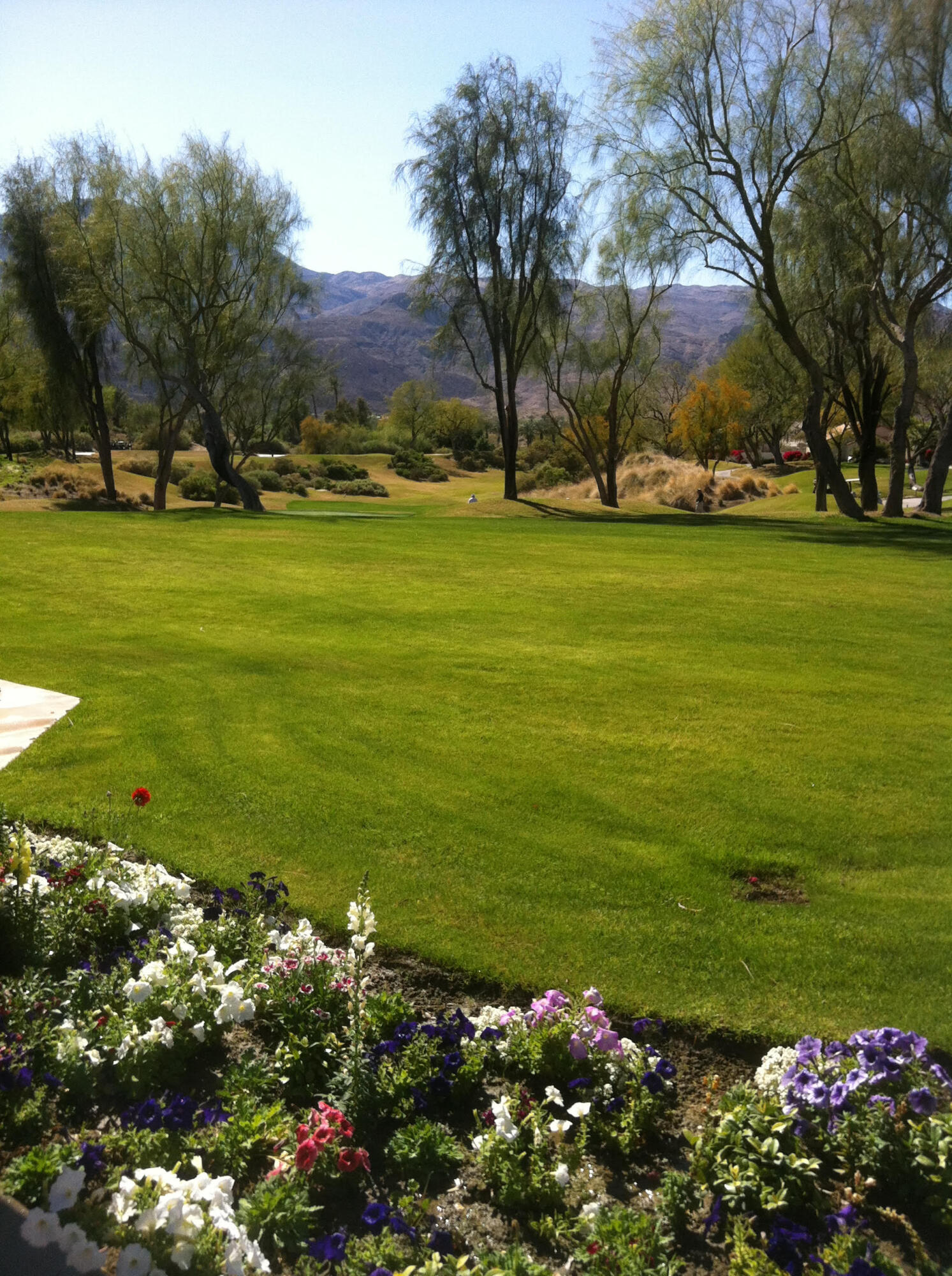 57255 Interlachen La Quinta, CA 92253 - Photo 12 of 34 a big yard with lots of flowers and trees