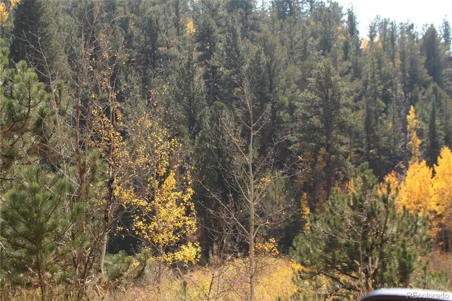a view of a tree in a yard