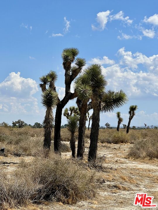 75-th 75-th Street Pearblossom, CA 93553 - Photo 16 of 17 a view of a yard