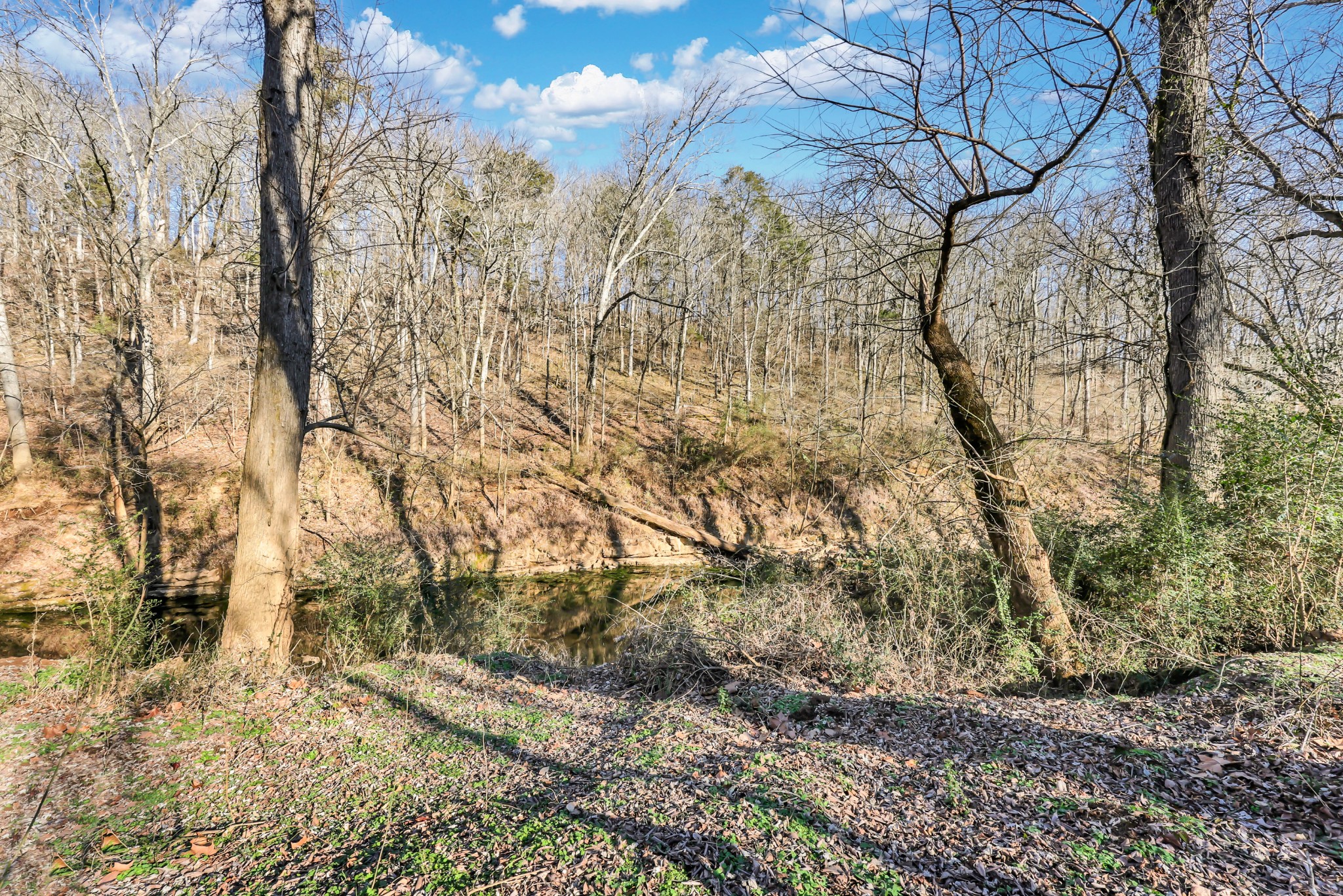 1440 McClardy Road Clarksville, TN 37042 - Photo 32 of 33 a view of a yard with large tree