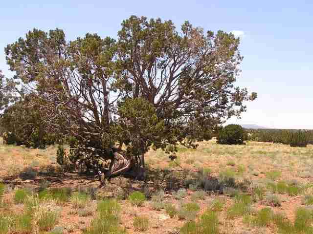 Lot 377 Chevelon Canyon Ranch Heber, AZ 85928 - Photo 2 of 2