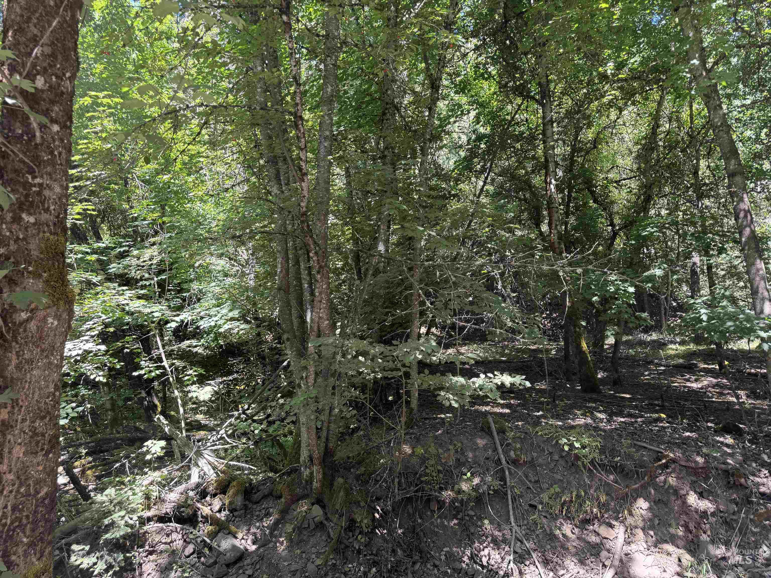 187 Deer Creek Road Orofino, ID 83544 - Photo 2 of 10