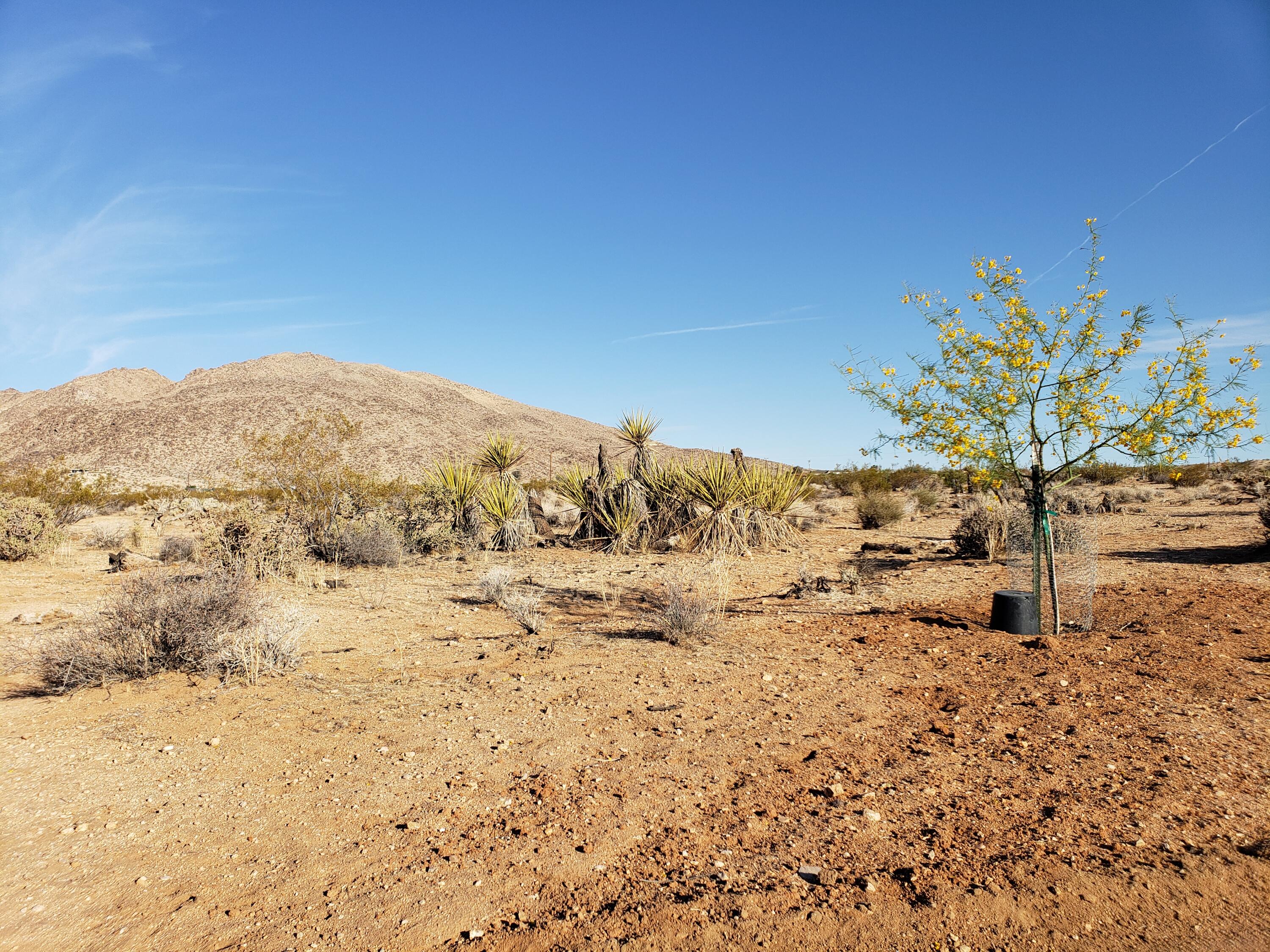 61820 Calle Del Rio Joshua Tree, CA 92252 - Photo 13 of 54 12