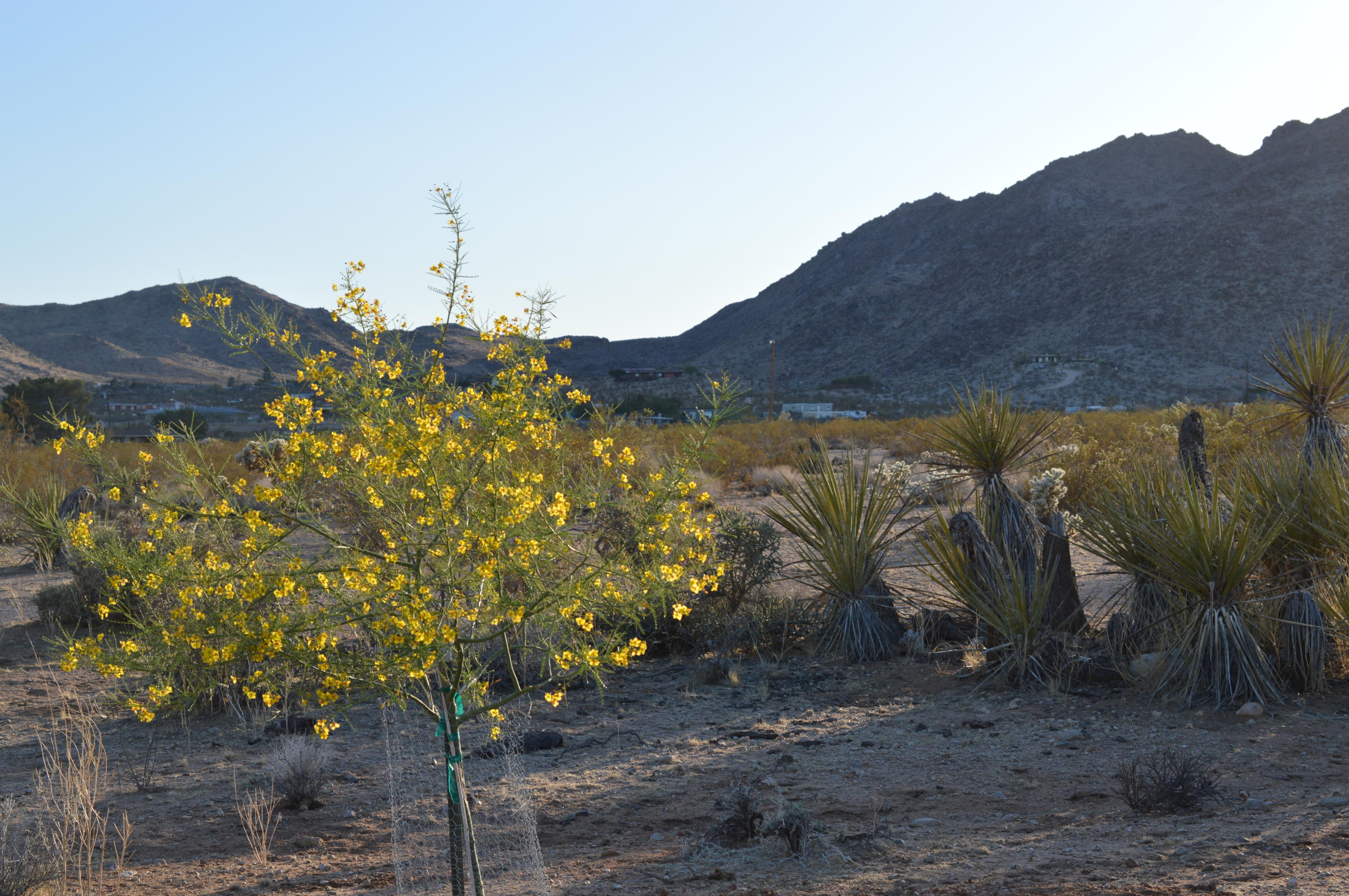 61820 Calle Del Rio Joshua Tree, CA 92252 - Photo 17 of 54 18
