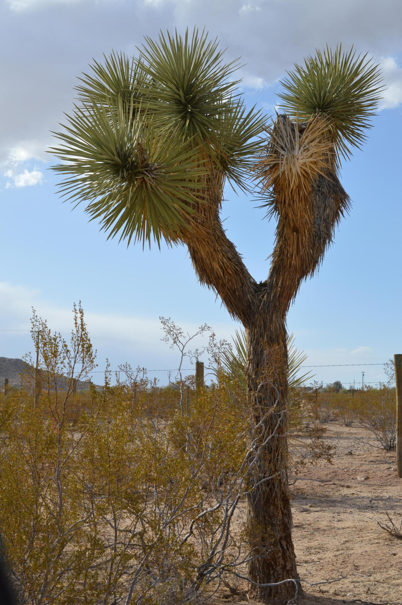 61820 Calle Del Rio Joshua Tree, CA 92252 - Photo 21 of 54 DSC_1038