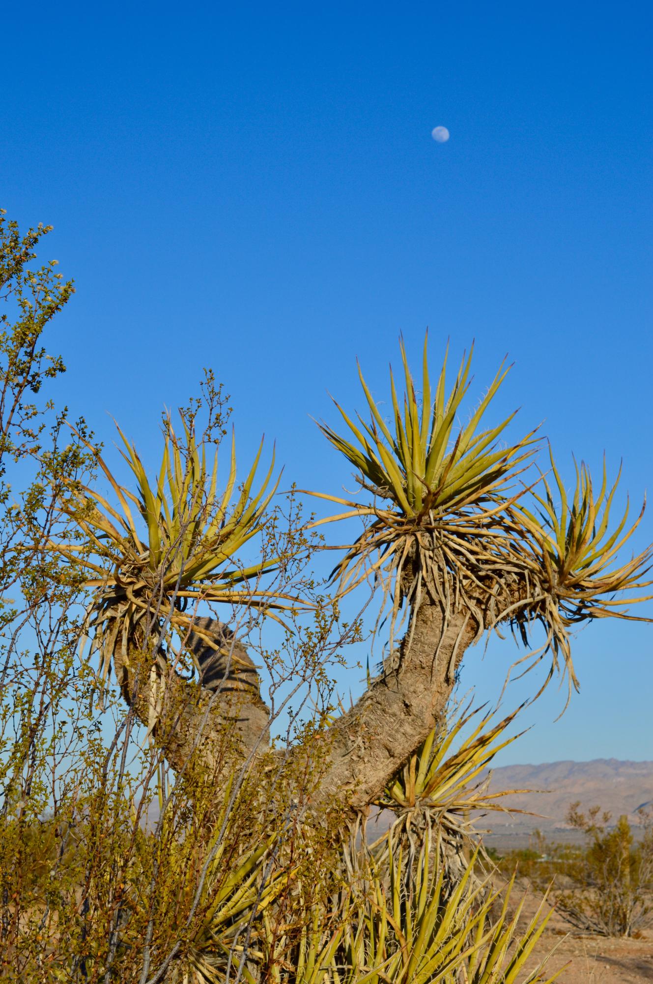 61820 Calle Del Rio Joshua Tree, CA 92252 - Photo 22 of 54 DSC_1080 (1)