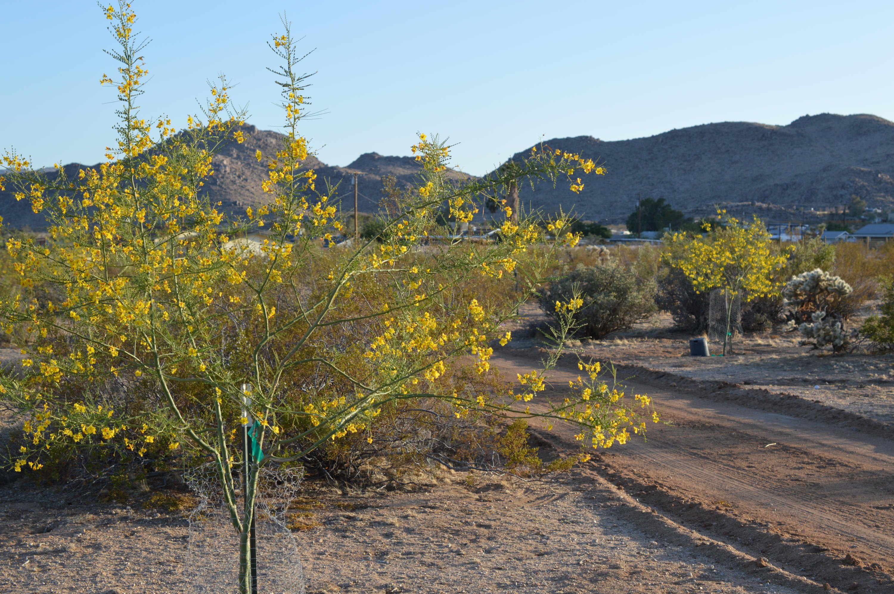 61820 Calle Del Rio Joshua Tree, CA 92252 - Photo 23 of 54 DSC_1084