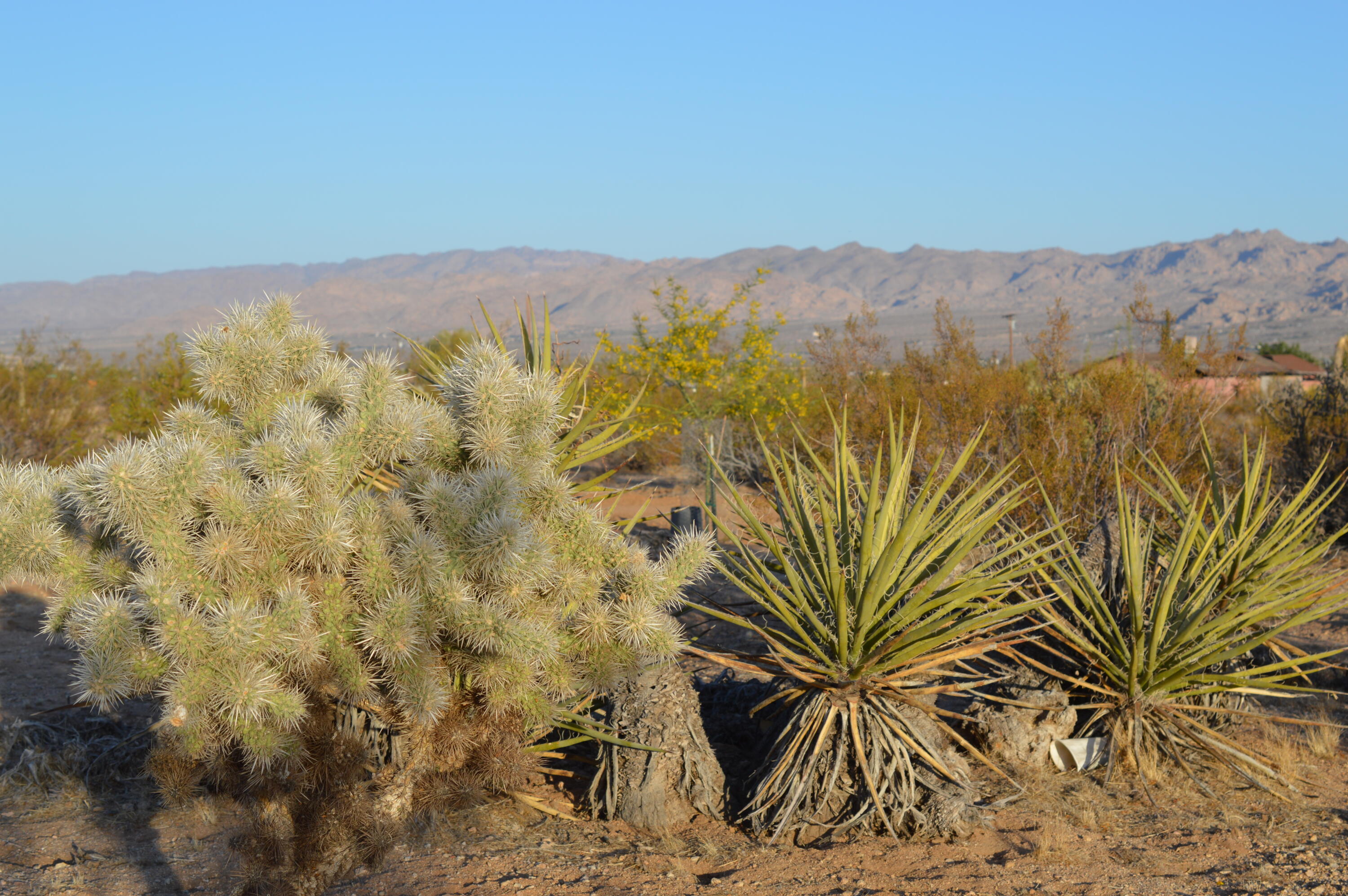 61820 Calle Del Rio Joshua Tree, CA 92252 - Photo 25 of 54 DSC_1088