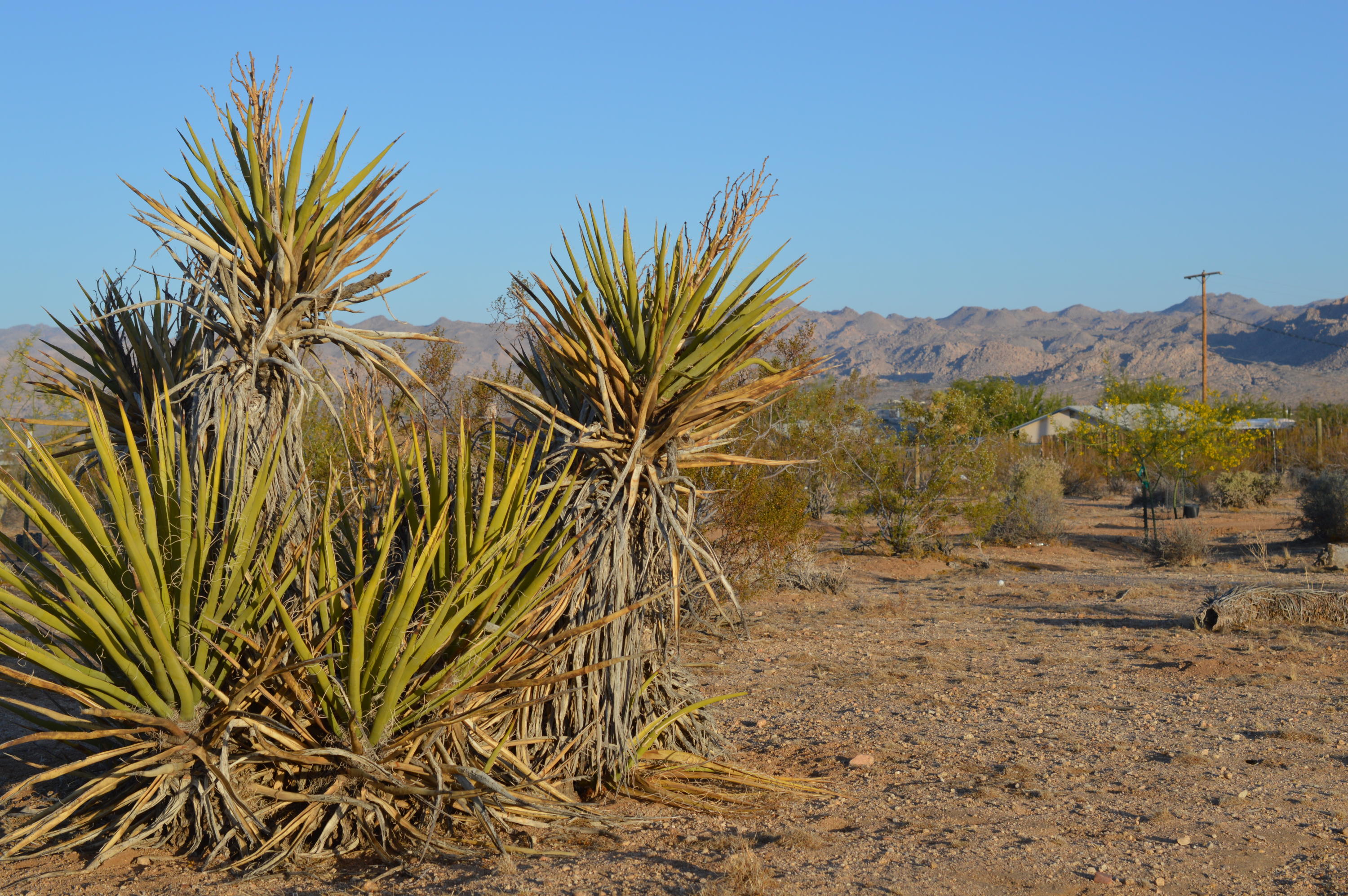 61820 Calle Del Rio Joshua Tree, CA 92252 - Photo 26 of 54 DSC_1089