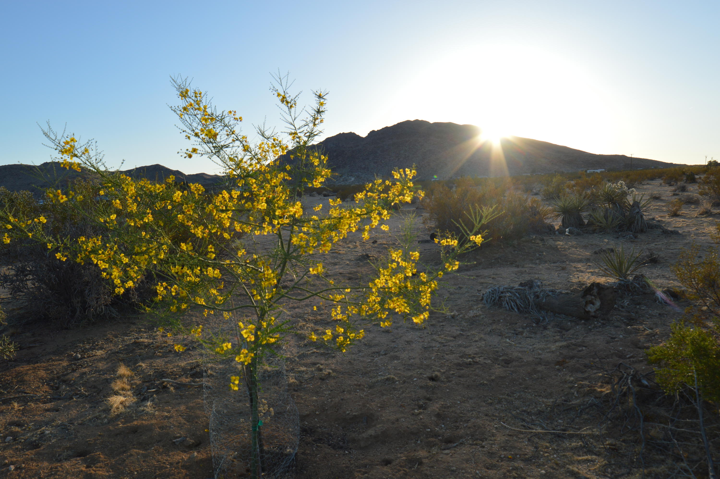 61820 Calle Del Rio Joshua Tree, CA 92252 - Photo 27 of 54 DSC_1101