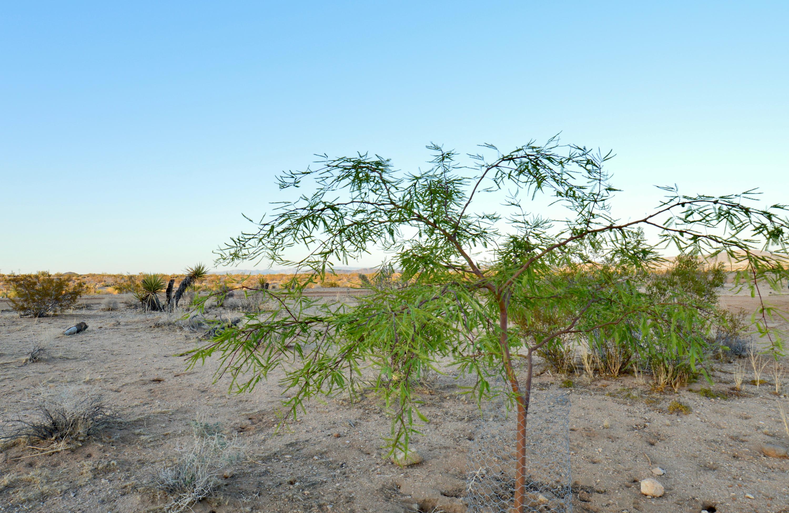 61820 Calle Del Rio Joshua Tree, CA 92252 - Photo 29 of 54 DSC_1113