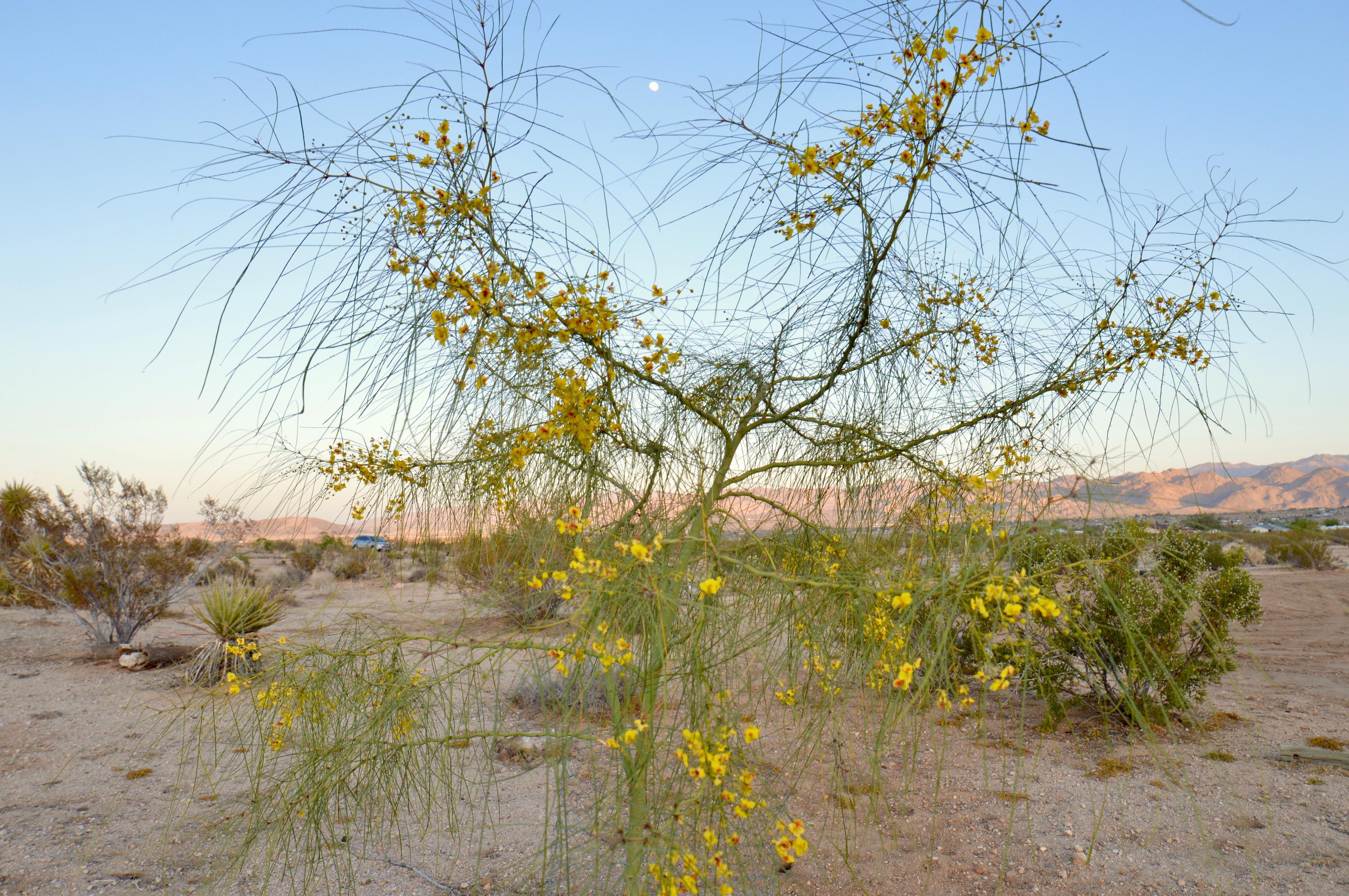 61820 Calle Del Rio Joshua Tree, CA 92252 - Photo 30 of 54 DSC_1128 (1)