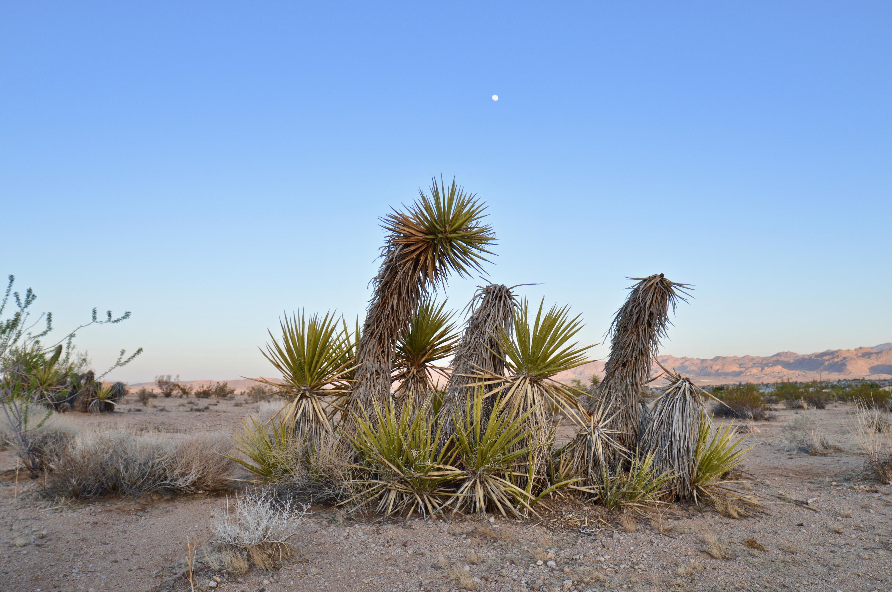 61820 Calle Del Rio Joshua Tree, CA 92252 - Photo 31 of 54 DSC_1129 (2)
