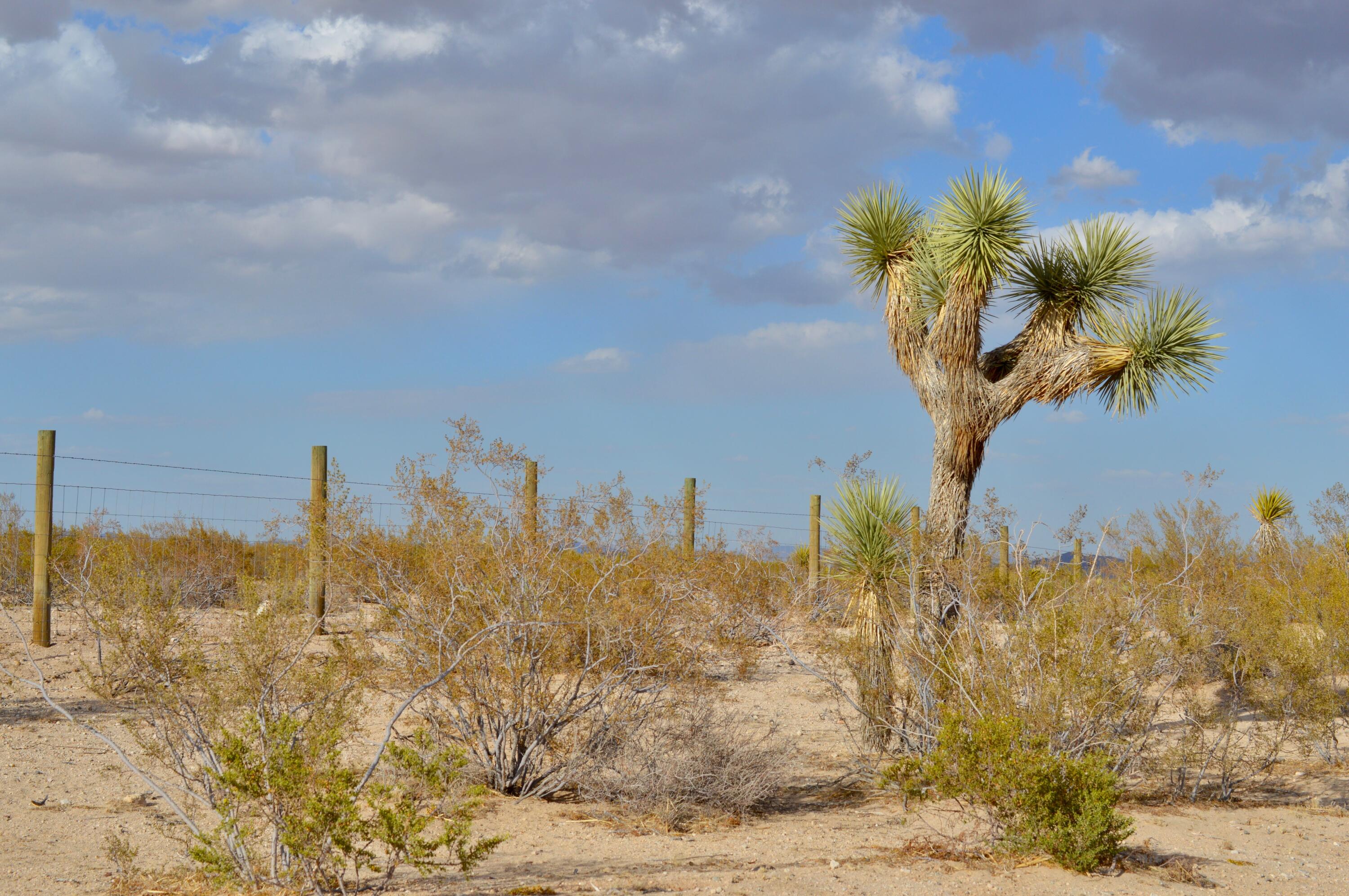 61820 Calle Del Rio Joshua Tree, CA 92252 - Photo 7 of 54 2
