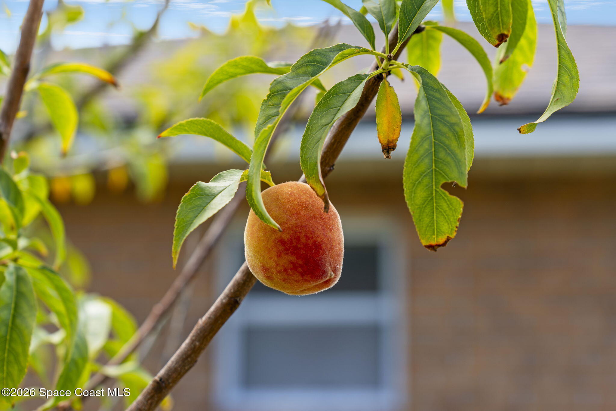 6170 Janina Road Cocoa, FL 32927 - Photo 32 of 38 37-web-or-mls-JANINA.100