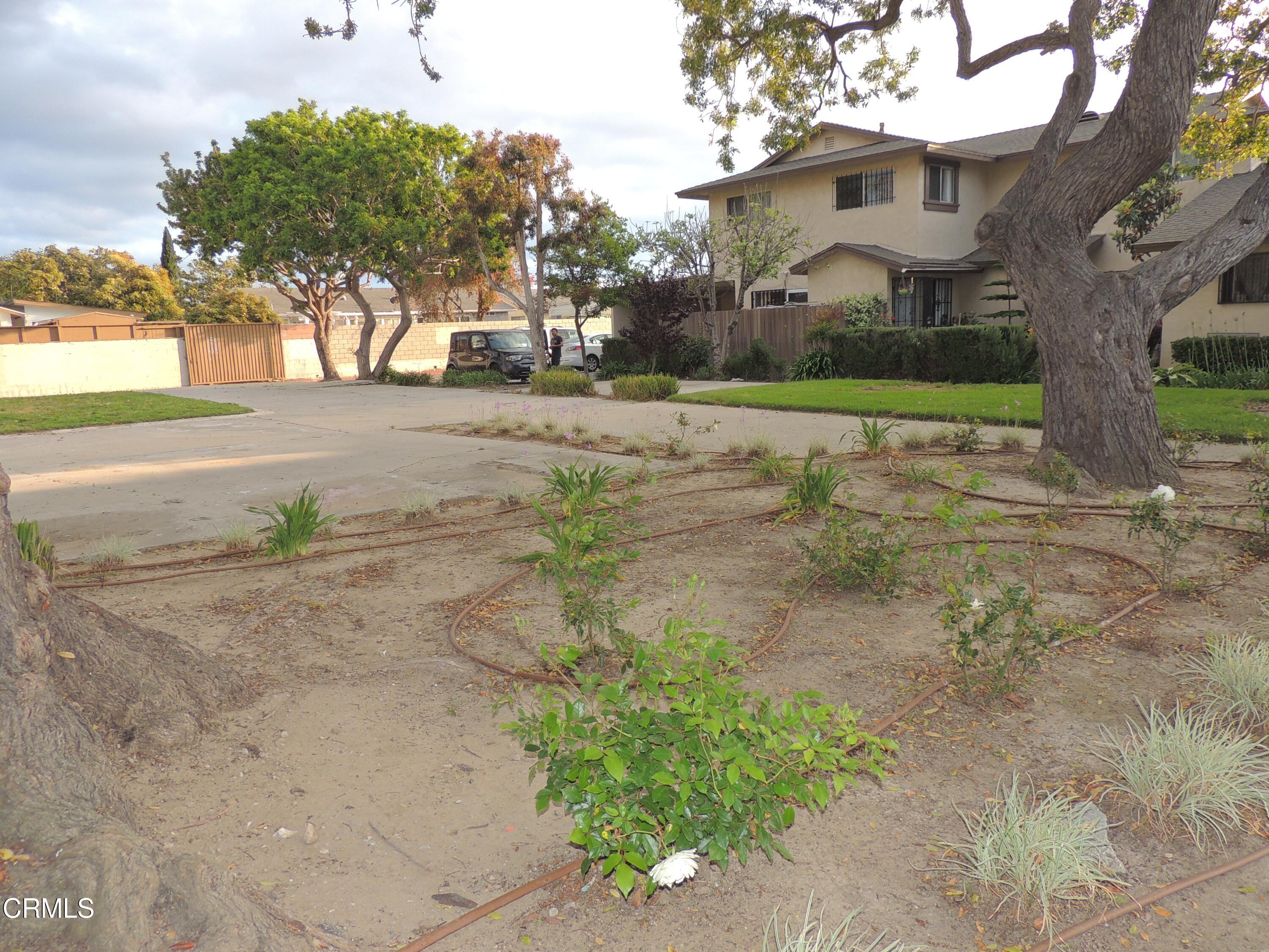 1036 Cheyenne Way Oxnard, CA 93033 - Photo 8 of 11 a view of a yard with plants and a large tree