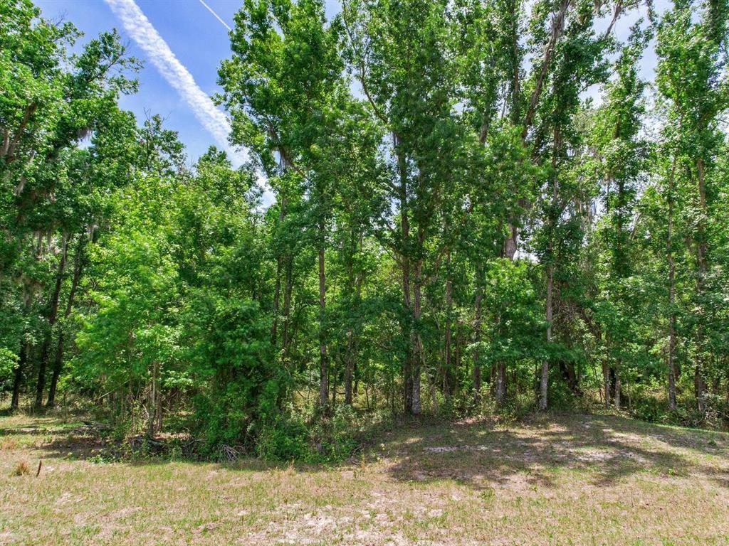Spring Lake Highway Brooksville, FL 34602 - Photo 37 of 49 a view of a yard with plants and large trees