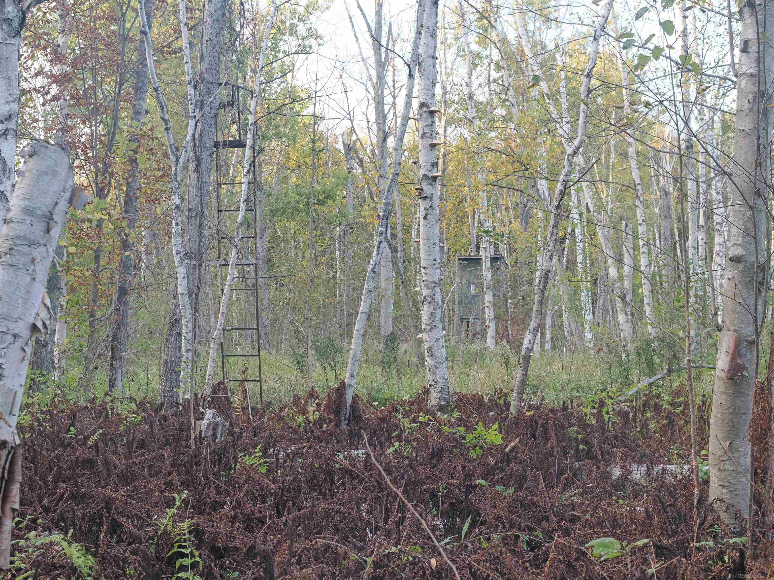 Xxx Tolan Road Spruce, MI 48762 - Photo 35 of 79