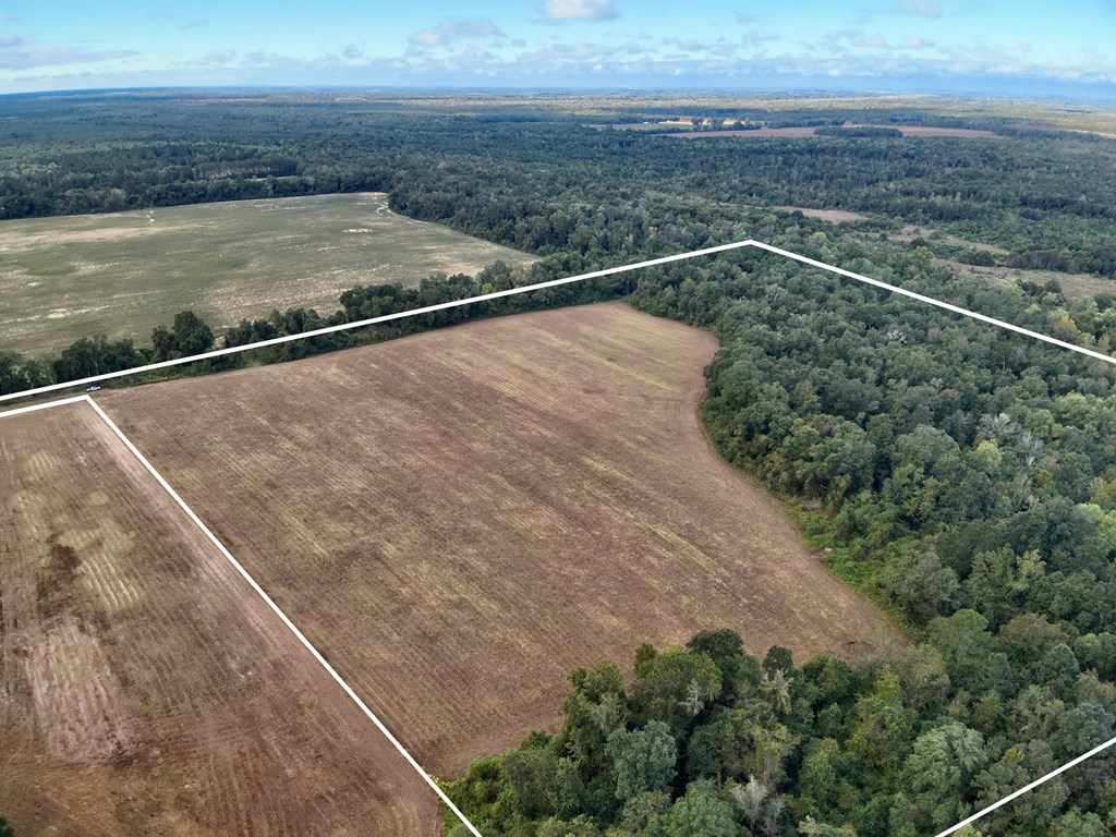 49-acres Mt Zion Road Gordon, AL 36343 - Photo 6 of 21