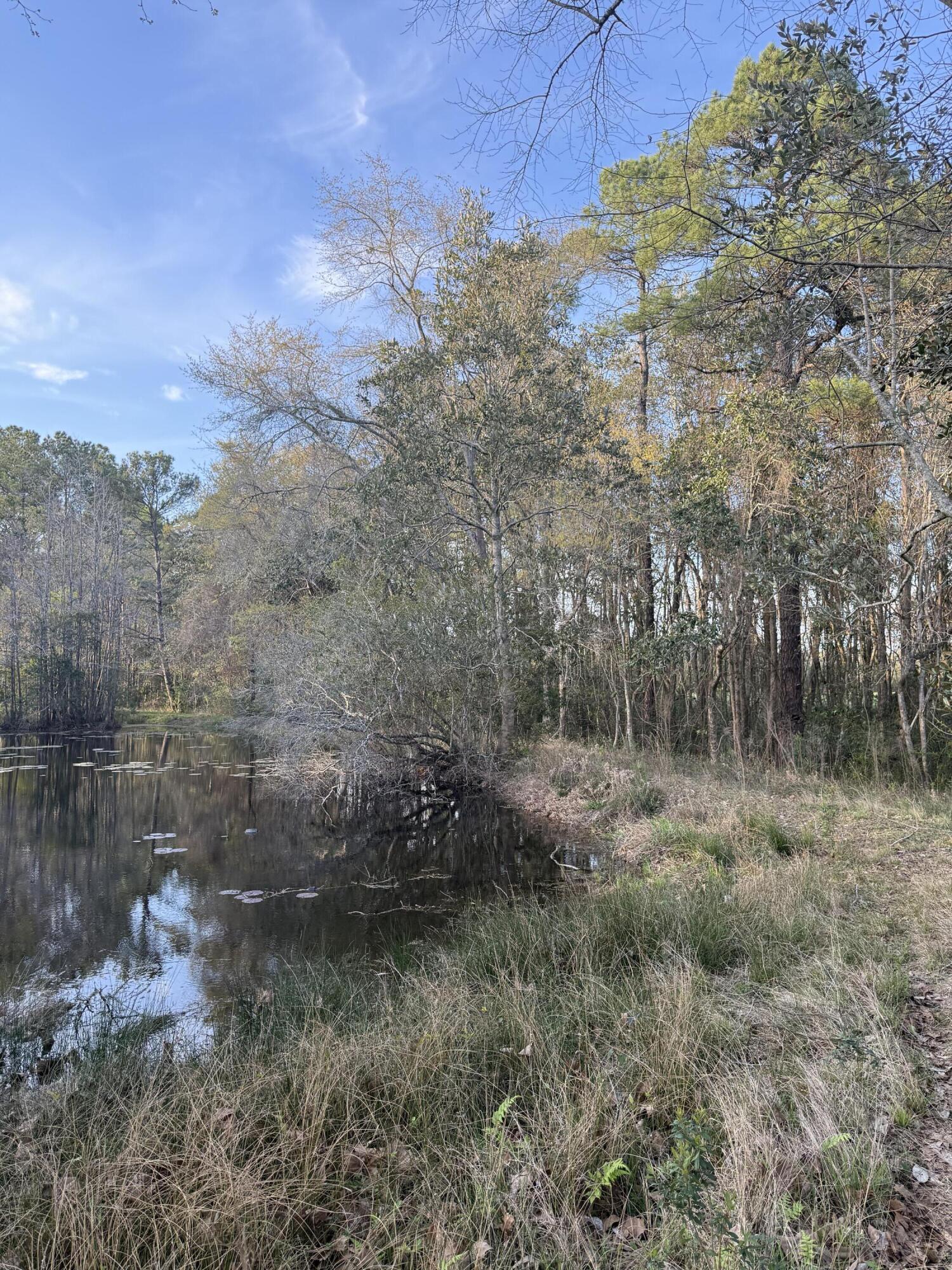 1716 Hub Presley Road Laurel Hill, FL 32567 - Photo 16 of 43 a view of a forest with a house