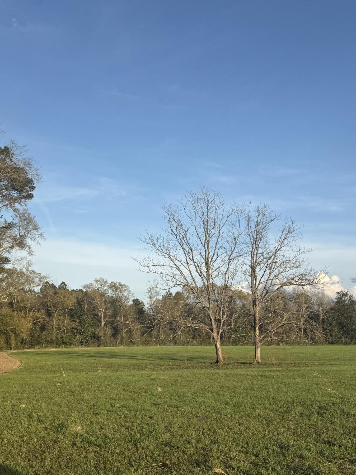 1716 Hub Presley Road Laurel Hill, FL 32567 - Photo 34 of 43 a grassy field with trees in the background