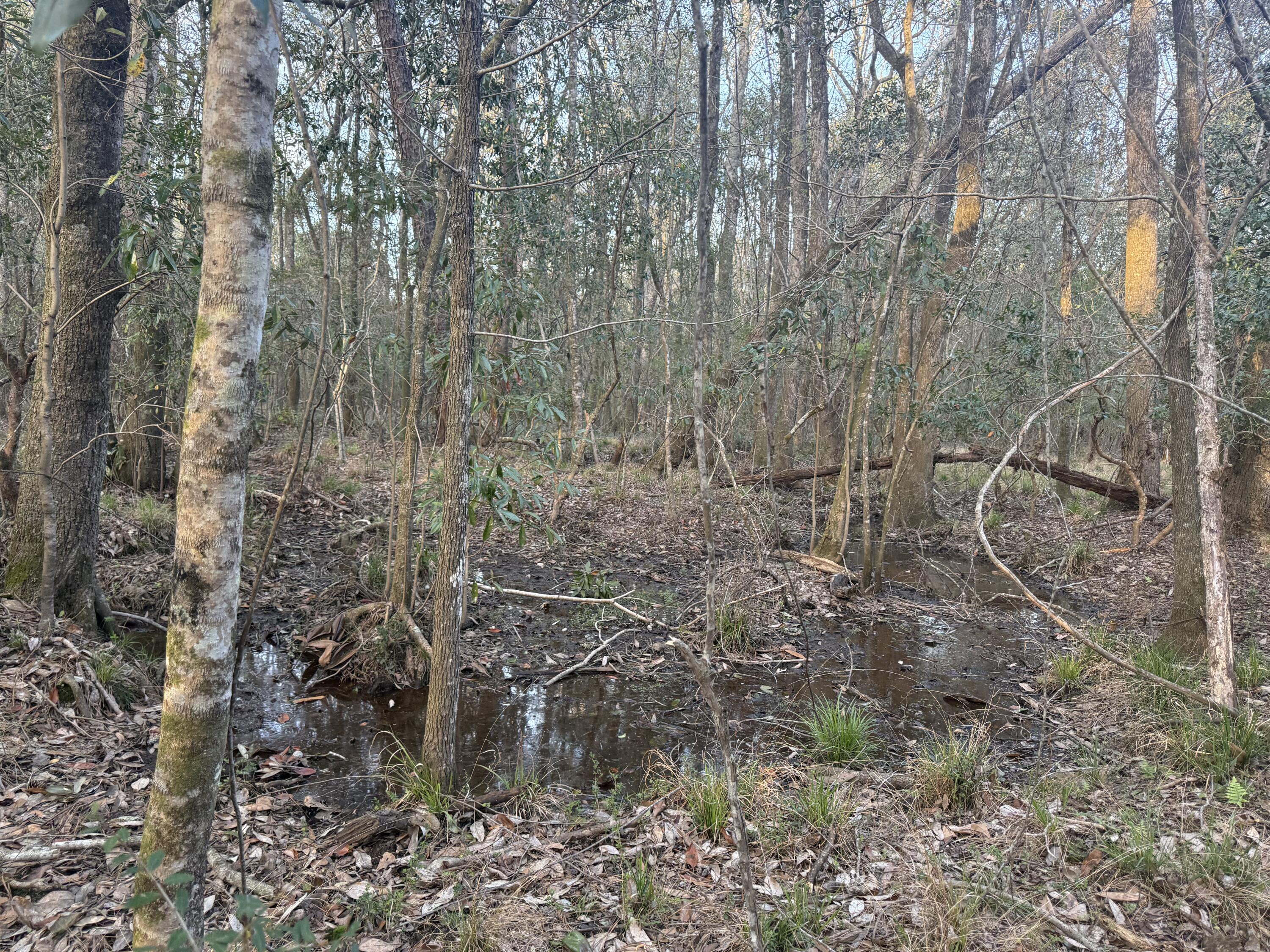 1716 Hub Presley Road Laurel Hill, FL 32567 - Photo 36 of 43 a view of a forest filled with trees