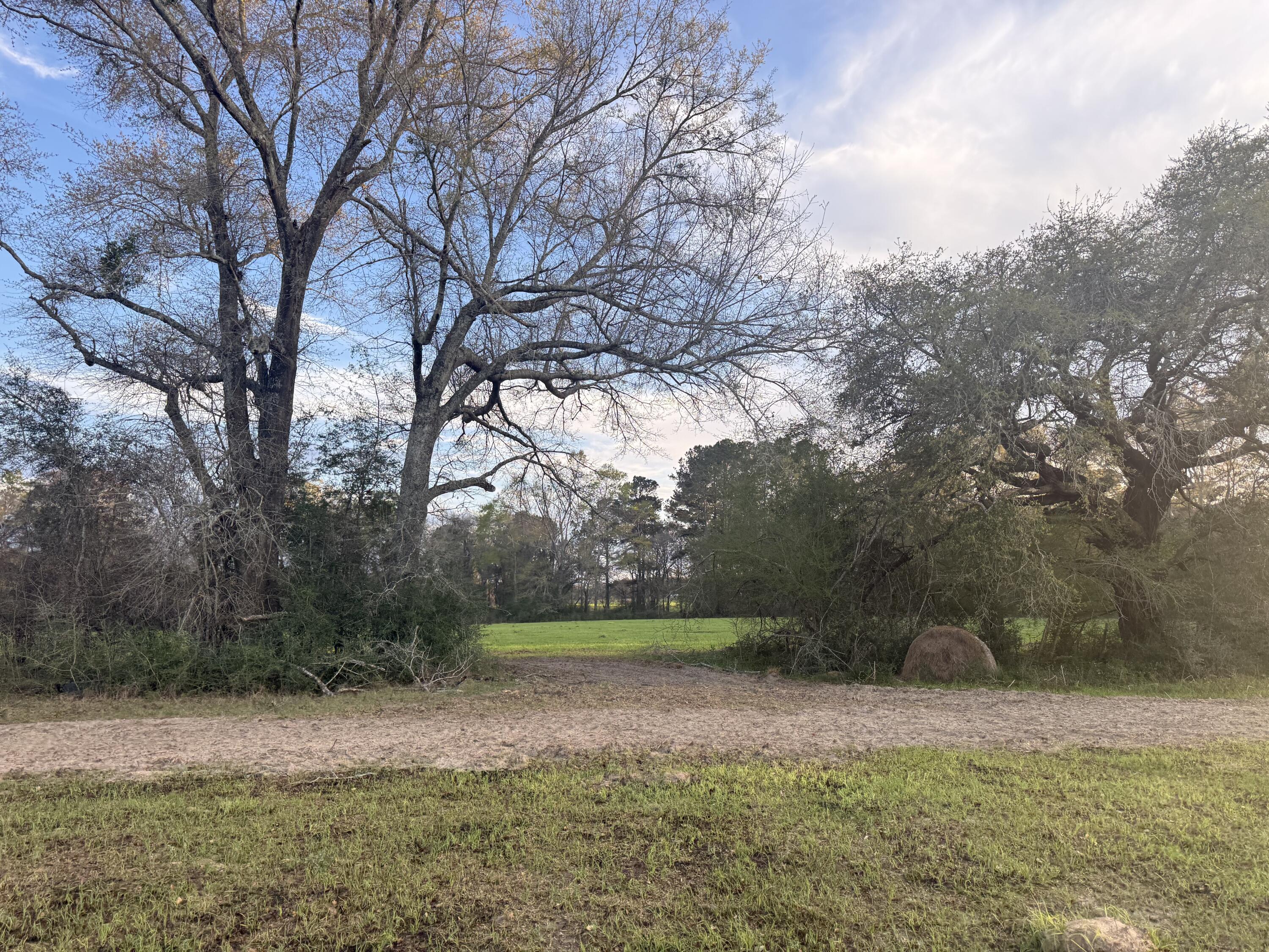 1716 Hub Presley Road Laurel Hill, FL 32567 - Photo 37 of 43 a view of a yard with plants and trees