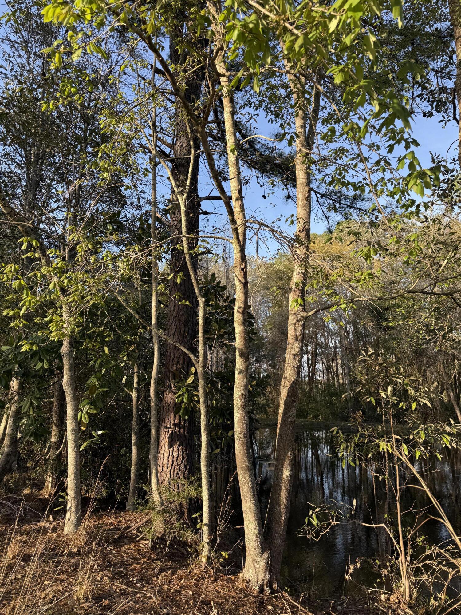 1716 Hub Presley Road Laurel Hill, FL 32567 - Photo 8 of 43 a picture of a tree