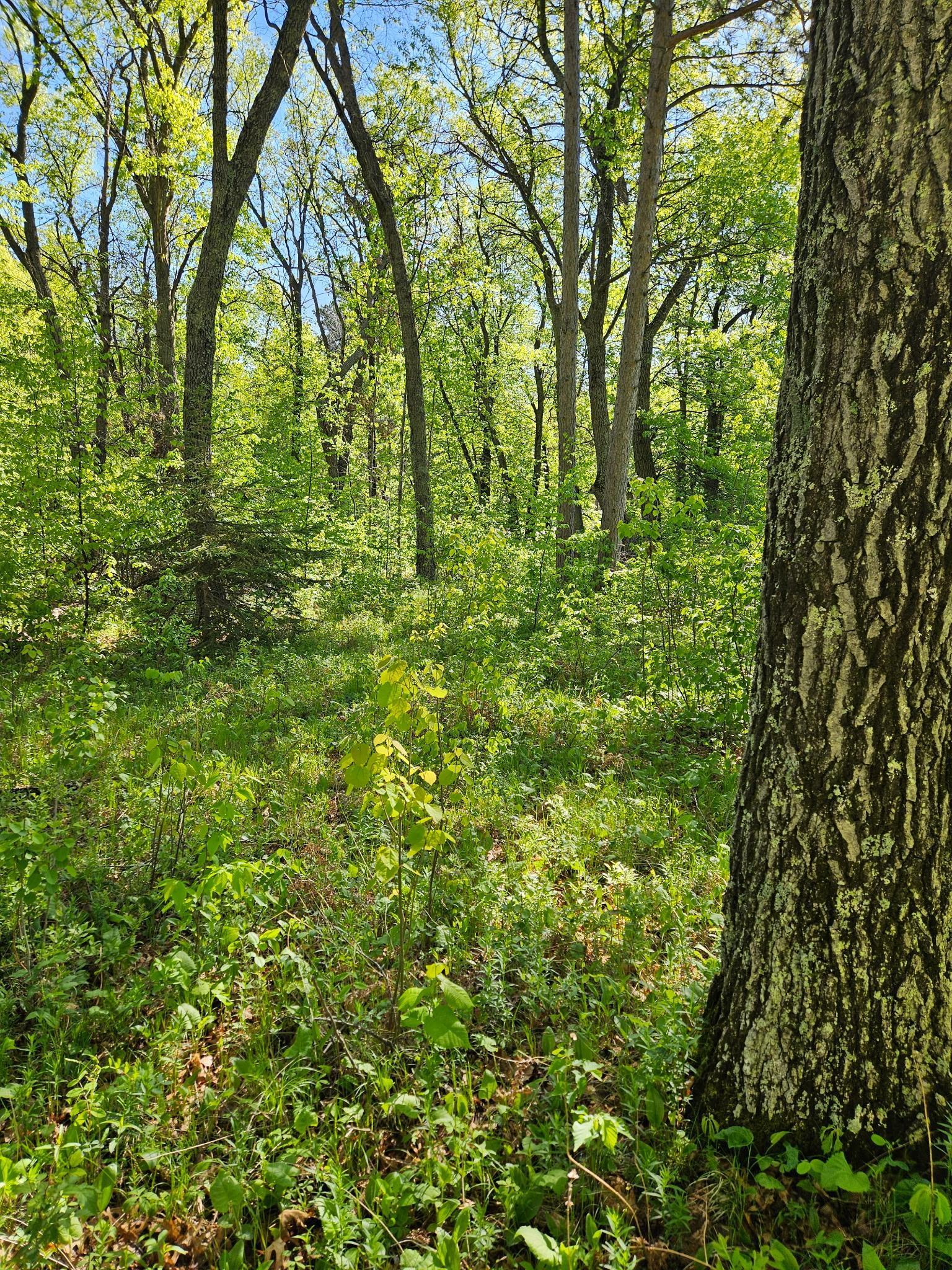 Tbd Lot 49-blk 1 Tbd Drive Breezy Point, MN 56472 - Photo 6 of 8