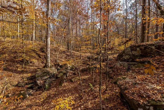 a view of a yard with plants and trees